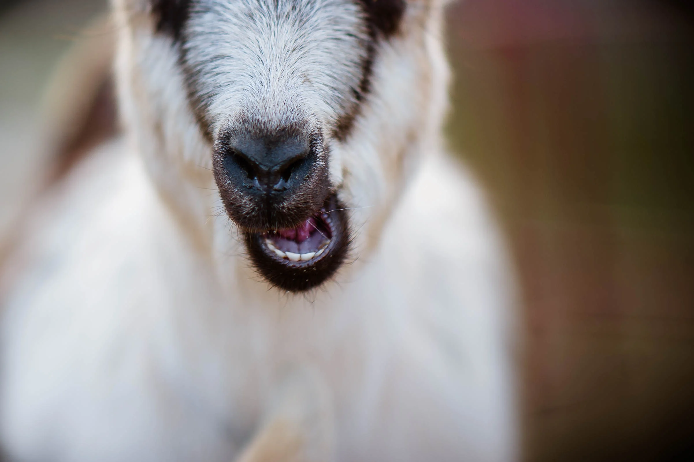 Goats-5.JPG