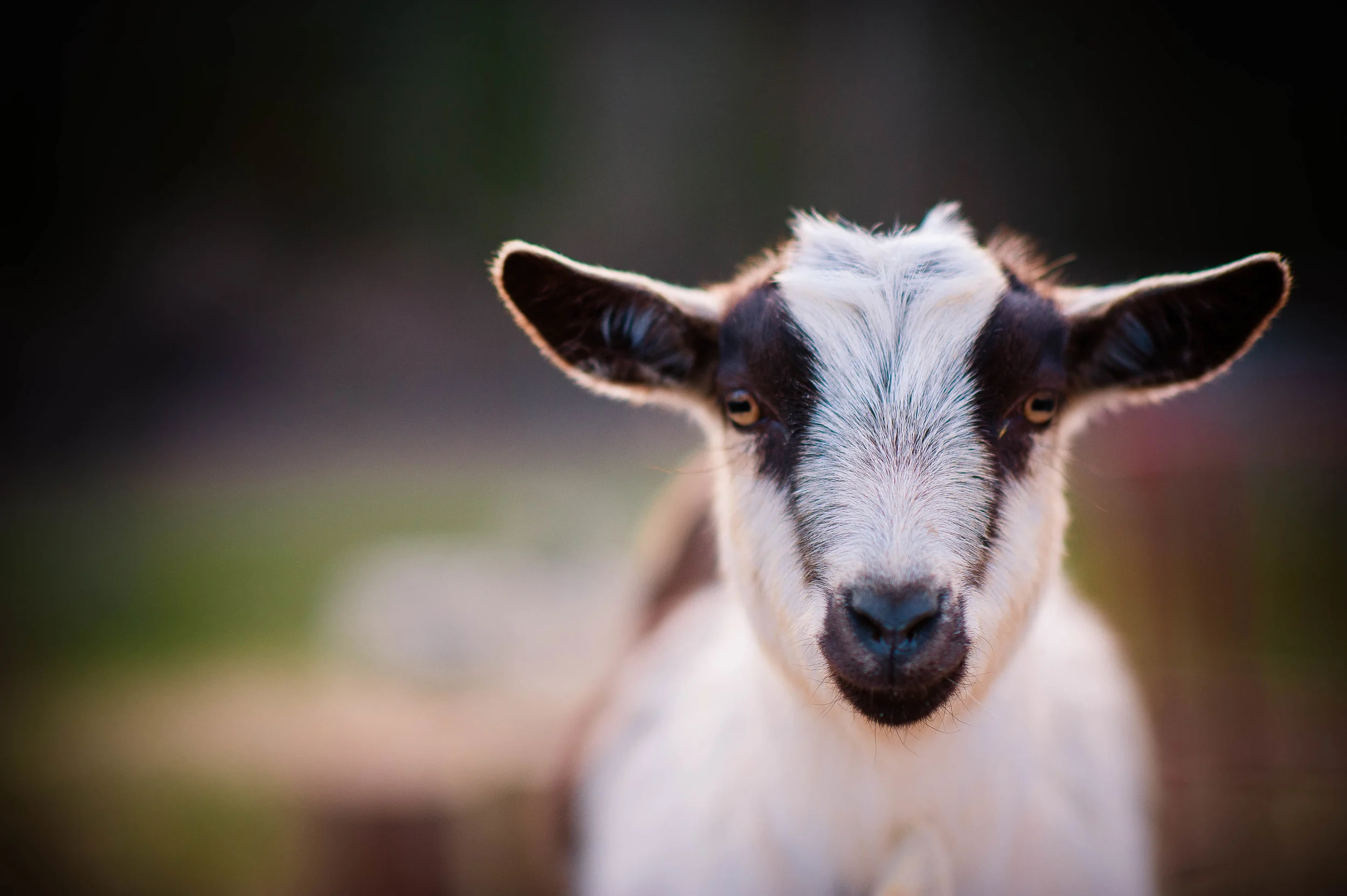 Goats-6.JPG