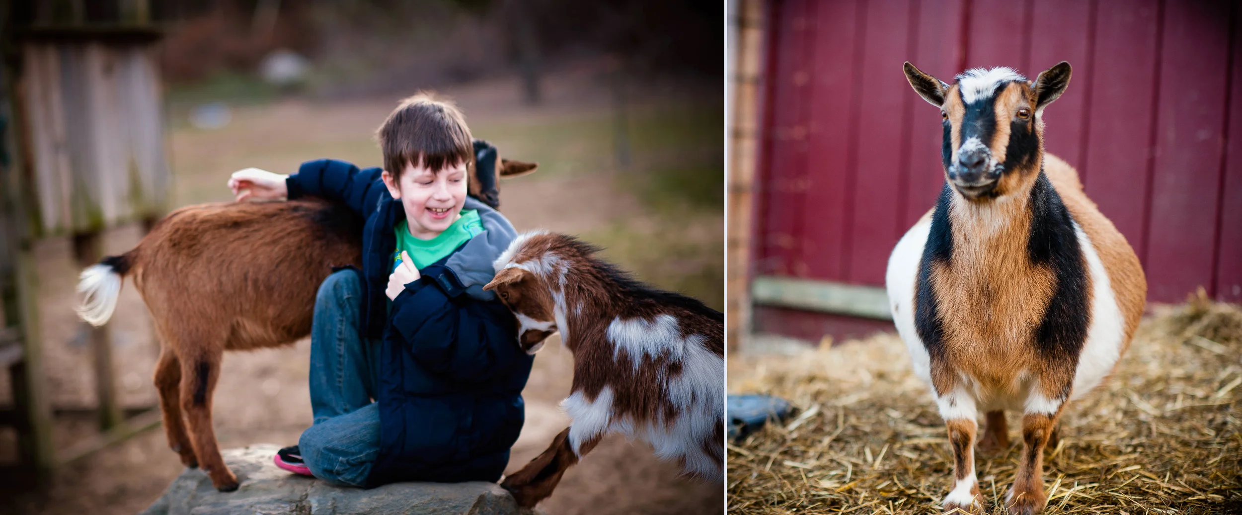 Goats-7.jpg