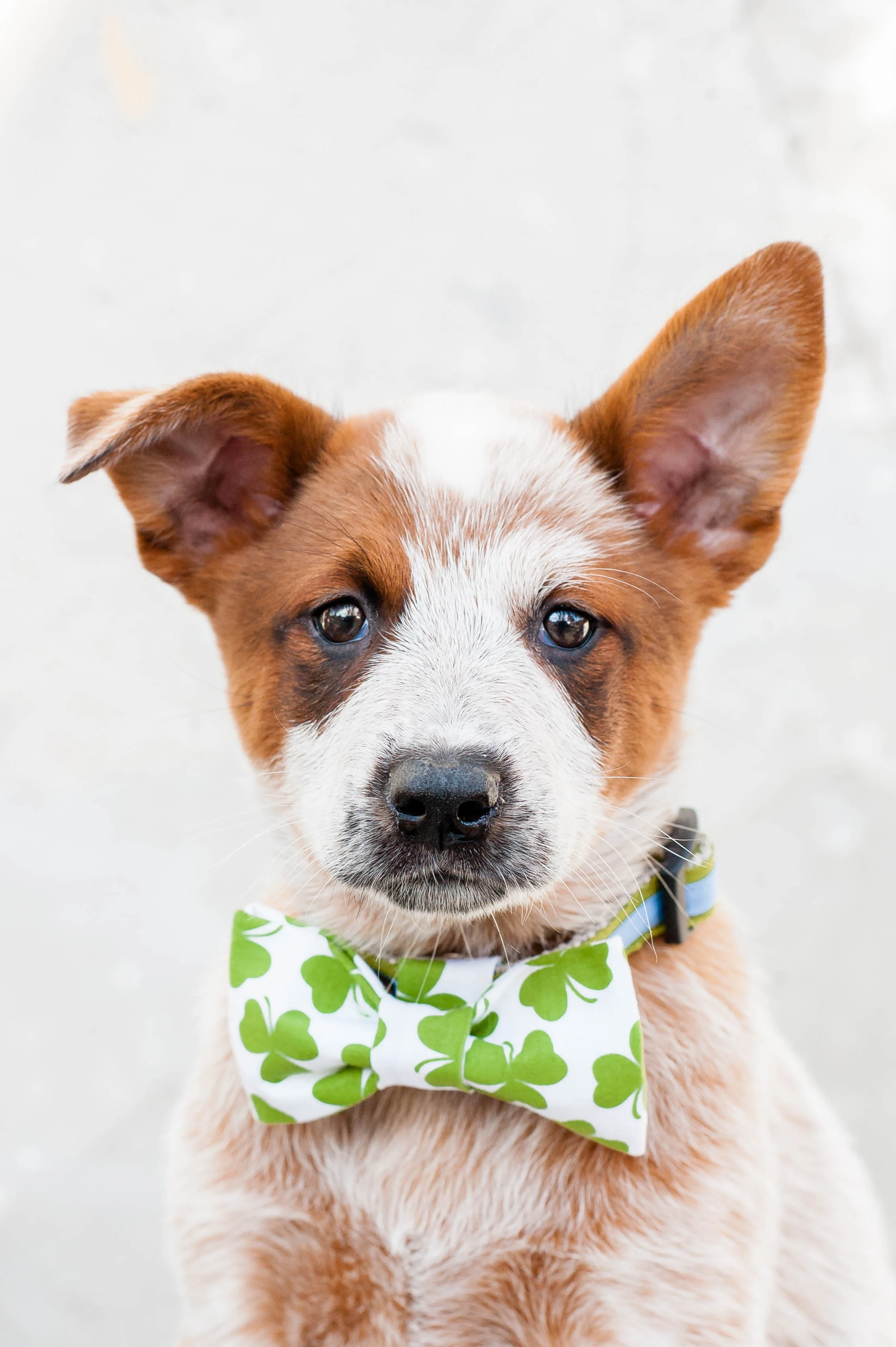 DogModelshootTH-12.jpg