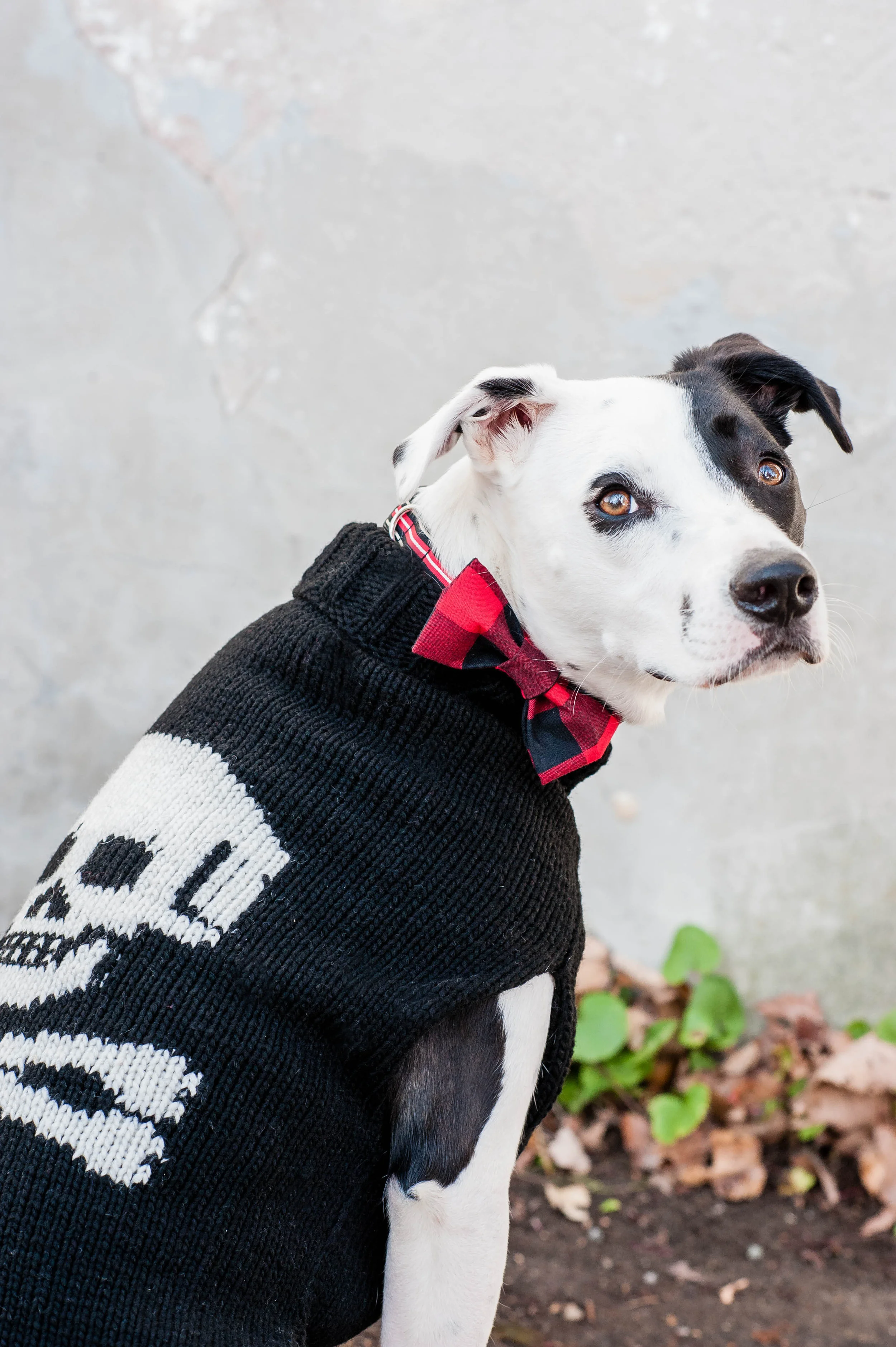 DogModelshootTH-8.jpg