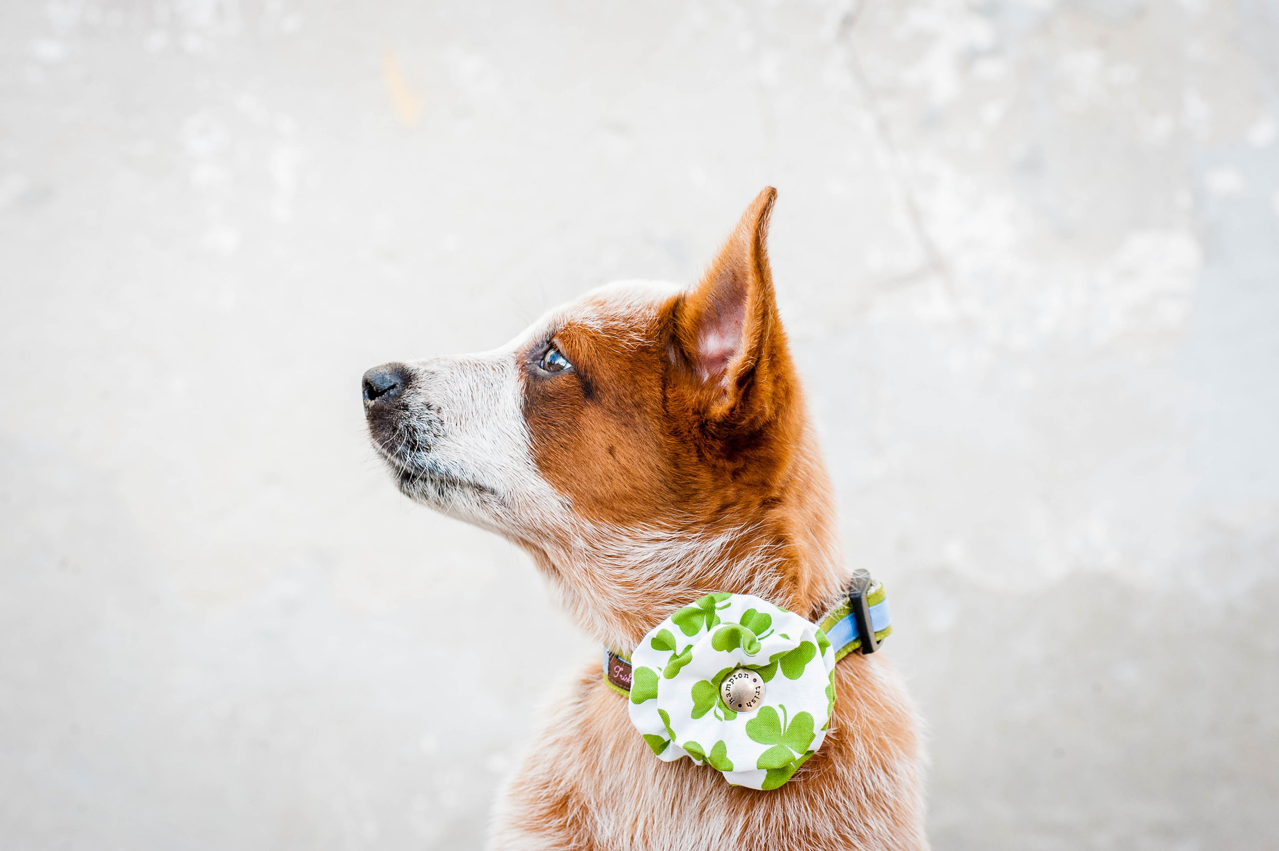 DogModelshootTH-17.jpg