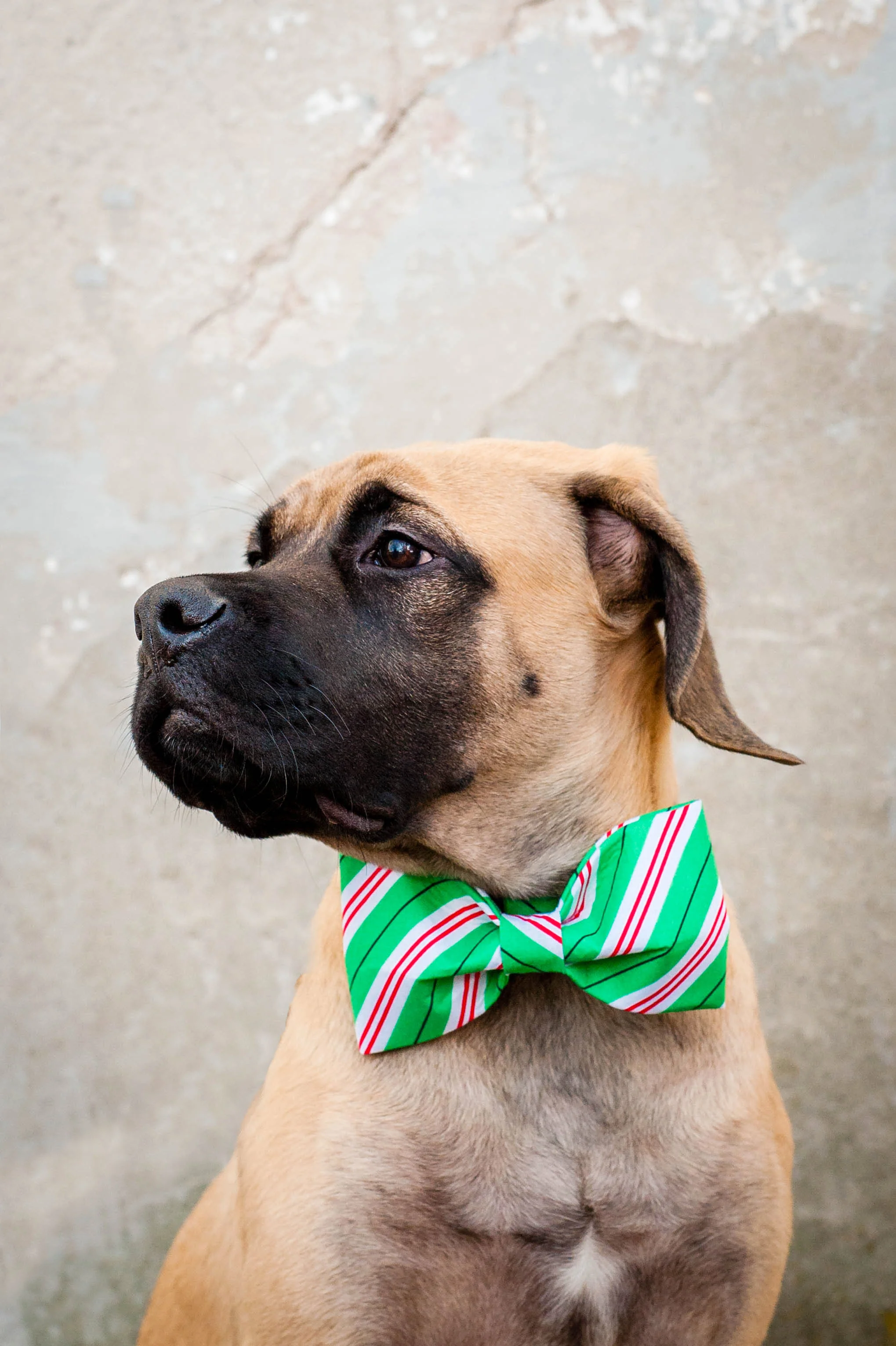 DogModelshootTH-29.jpg