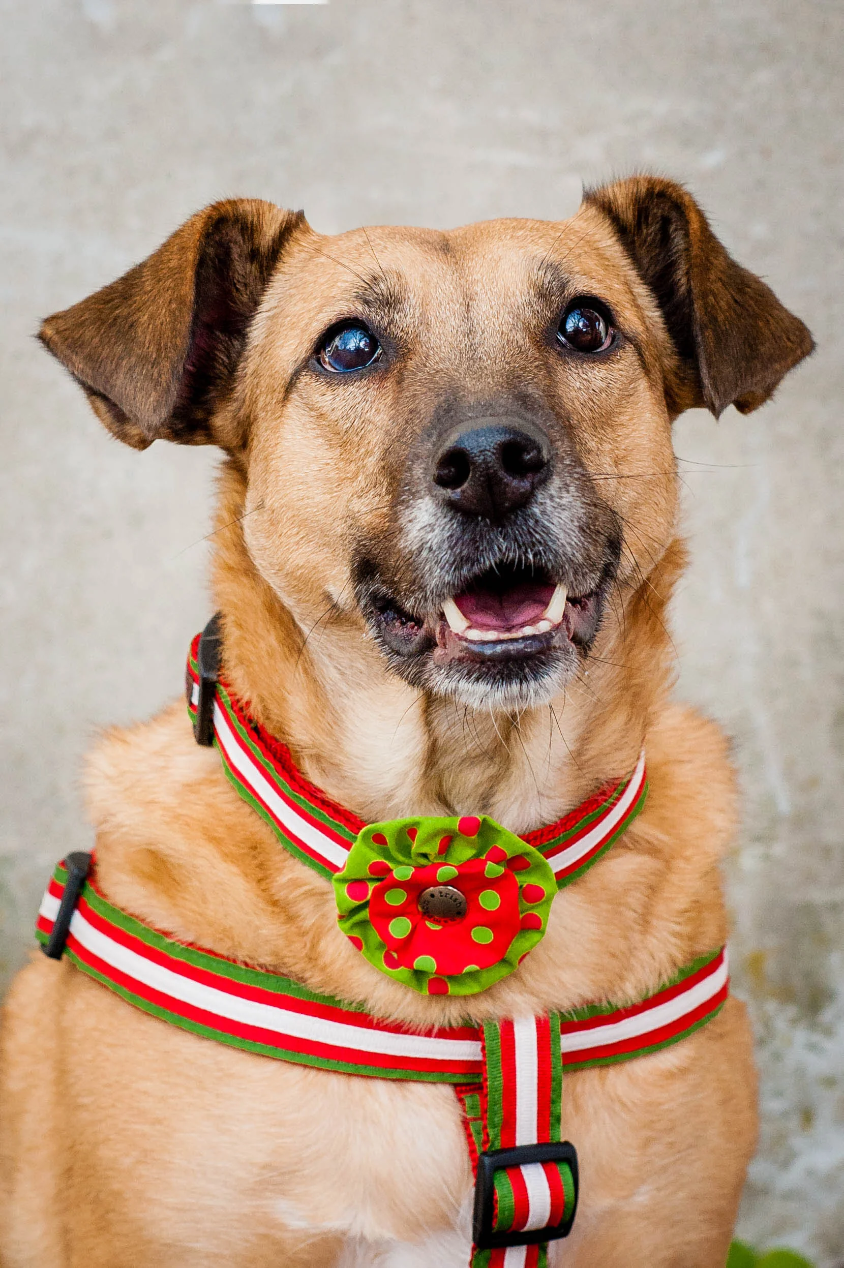 DogModelshootTH-38.jpg