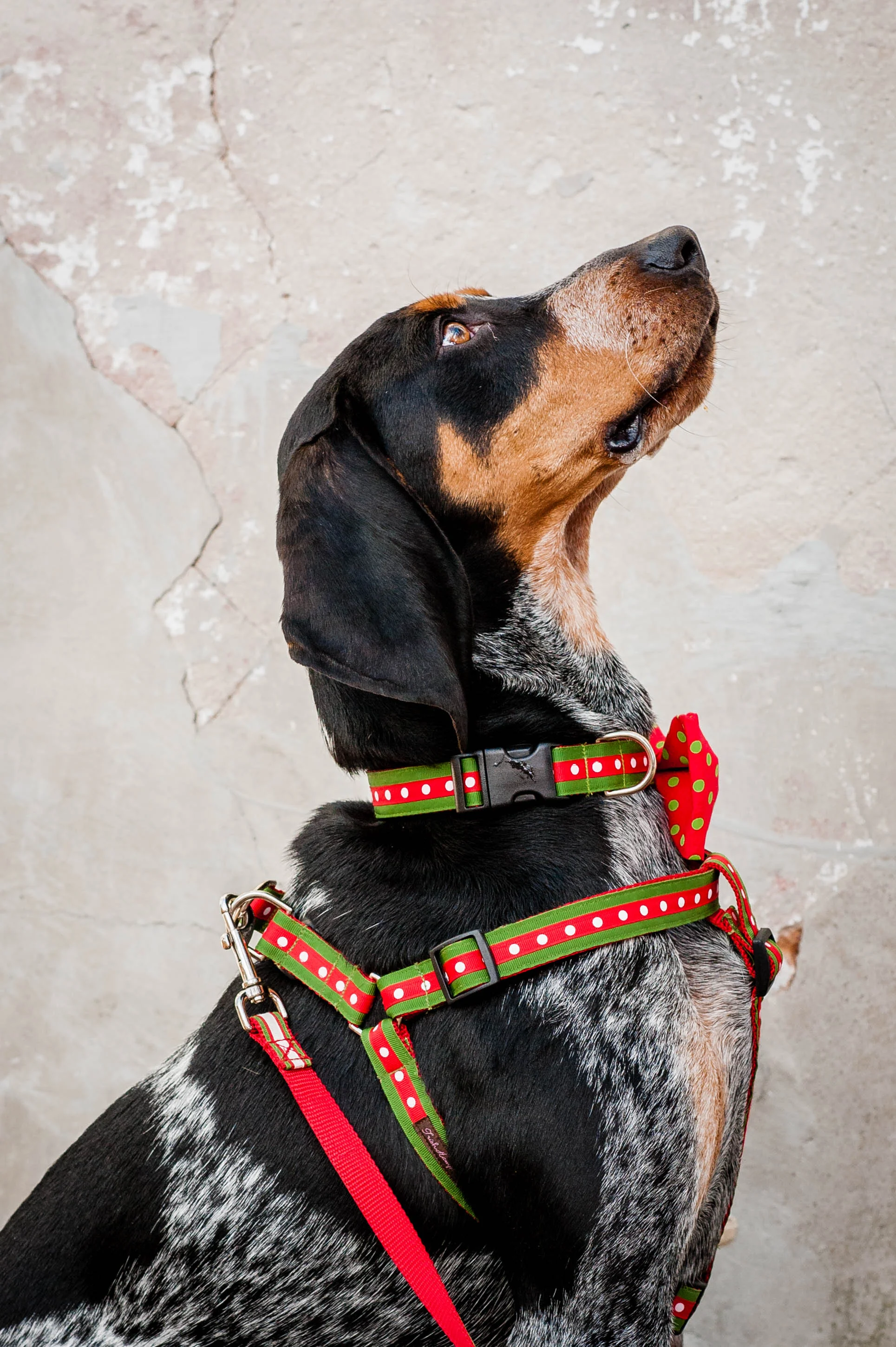 DogModelshootTH-45.jpg