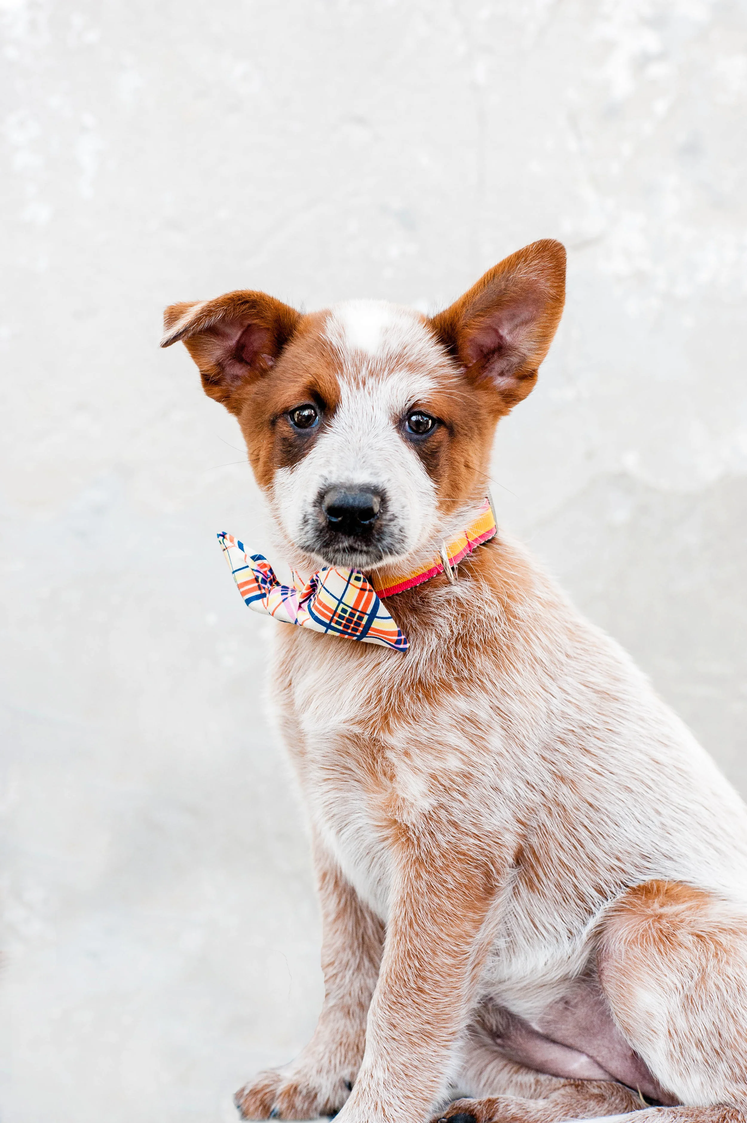 DogModelshootTH-13.jpg