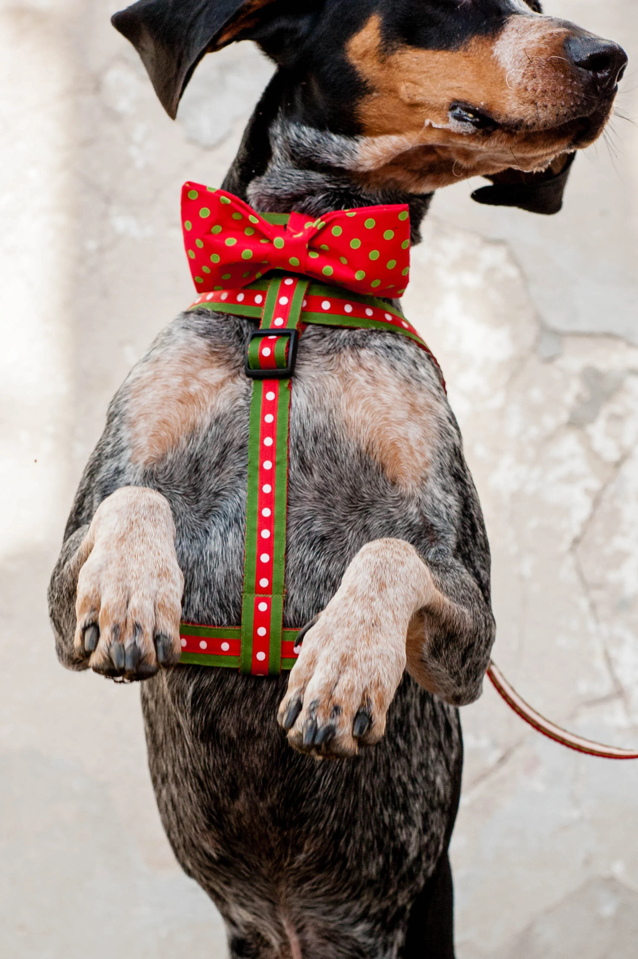 DogModelshootTH-51.jpg