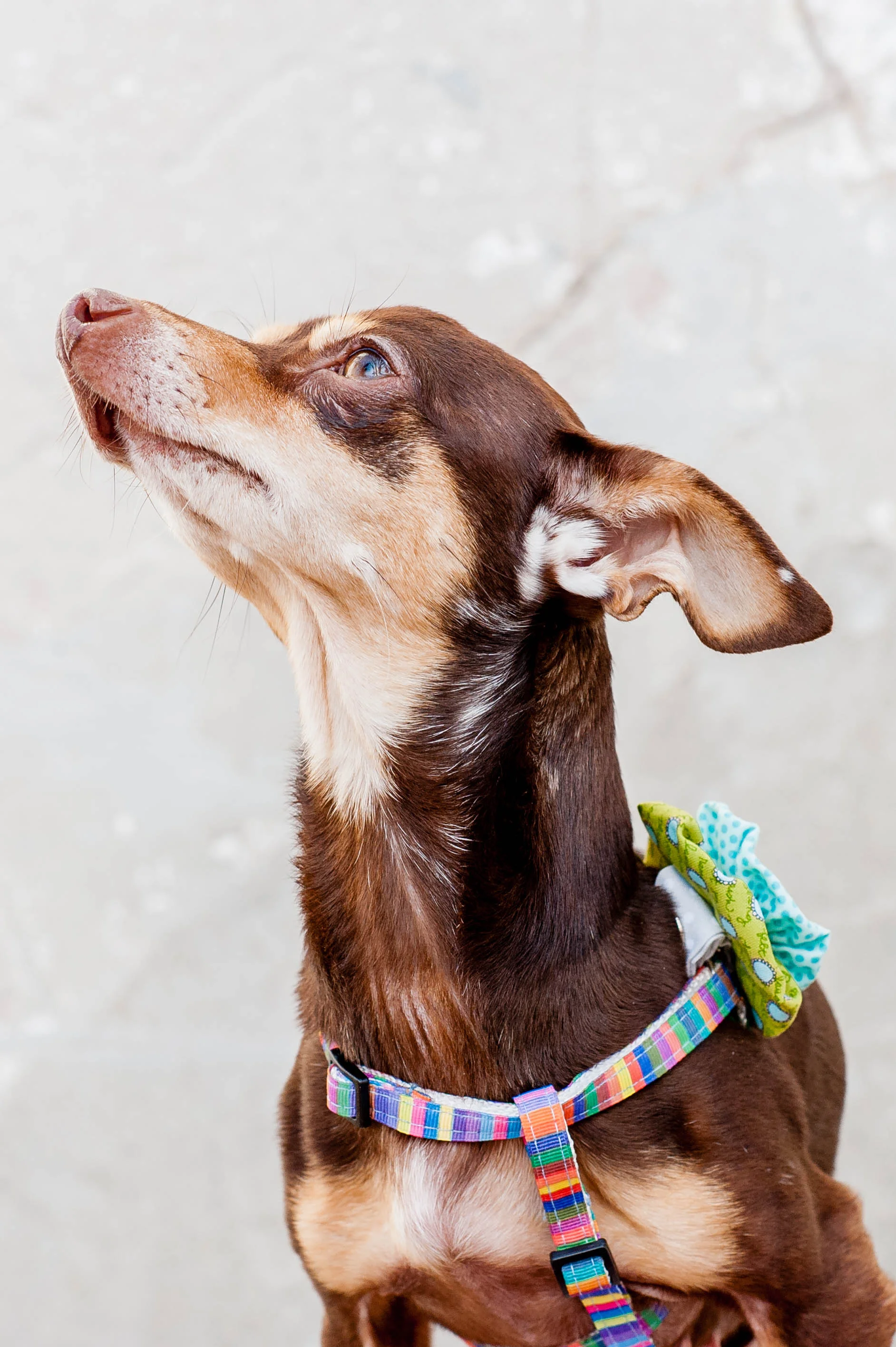 DogModelshootTH-60.jpg