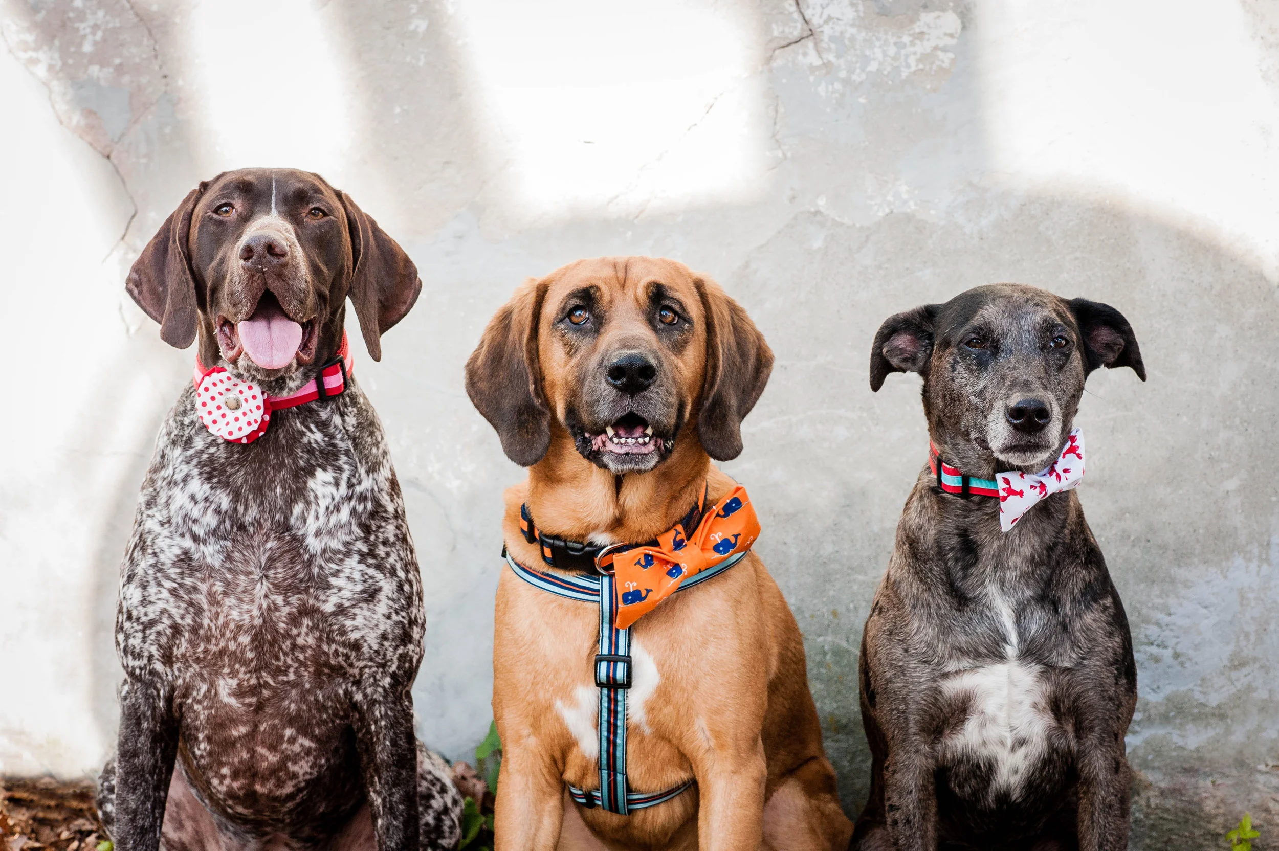 DogModelshootTH-71.jpg