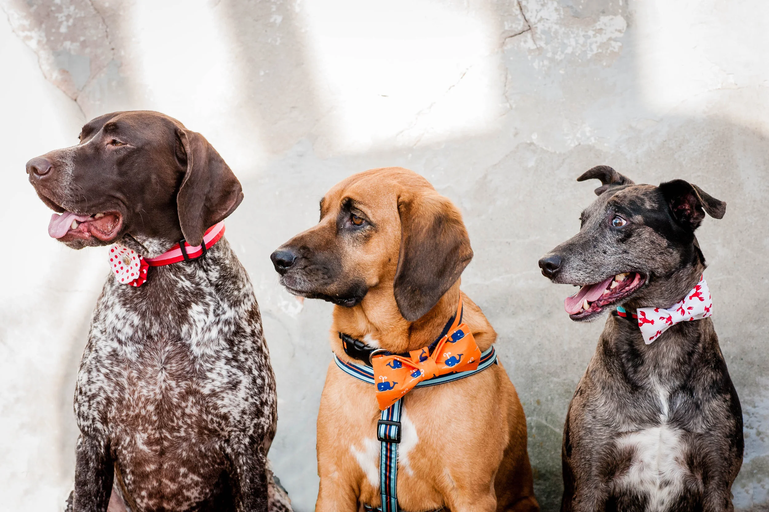 DogModelshootTH-73.jpg