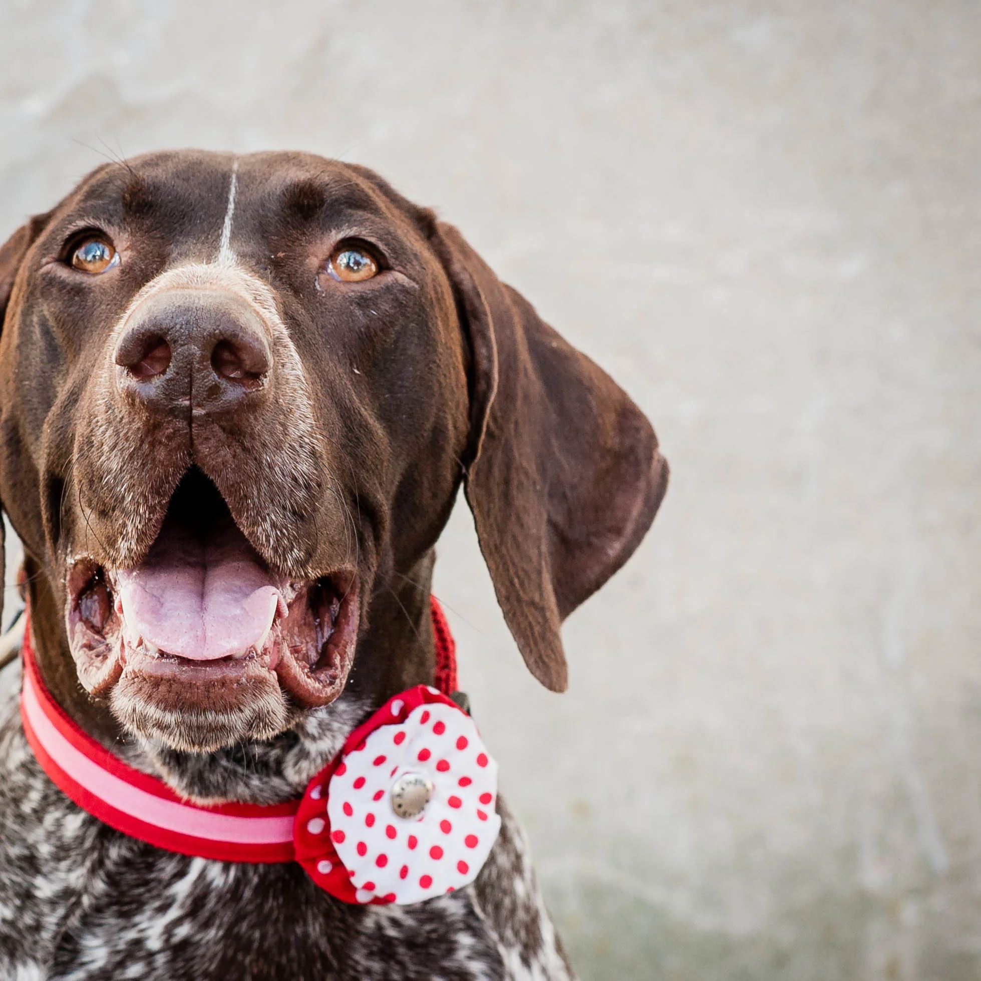 DogModelshootTH-90.jpg