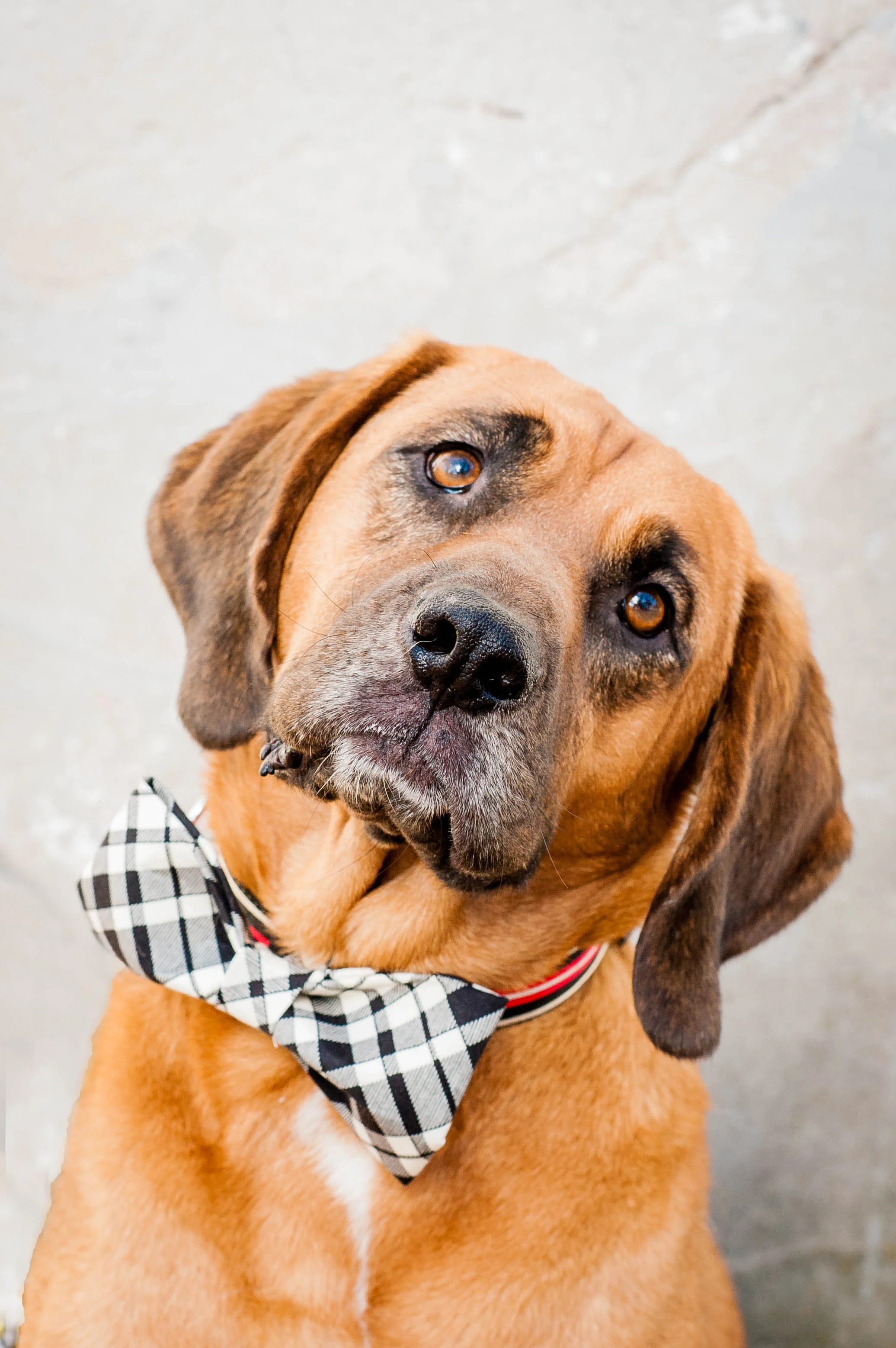 DogModelshootTH-113.jpg