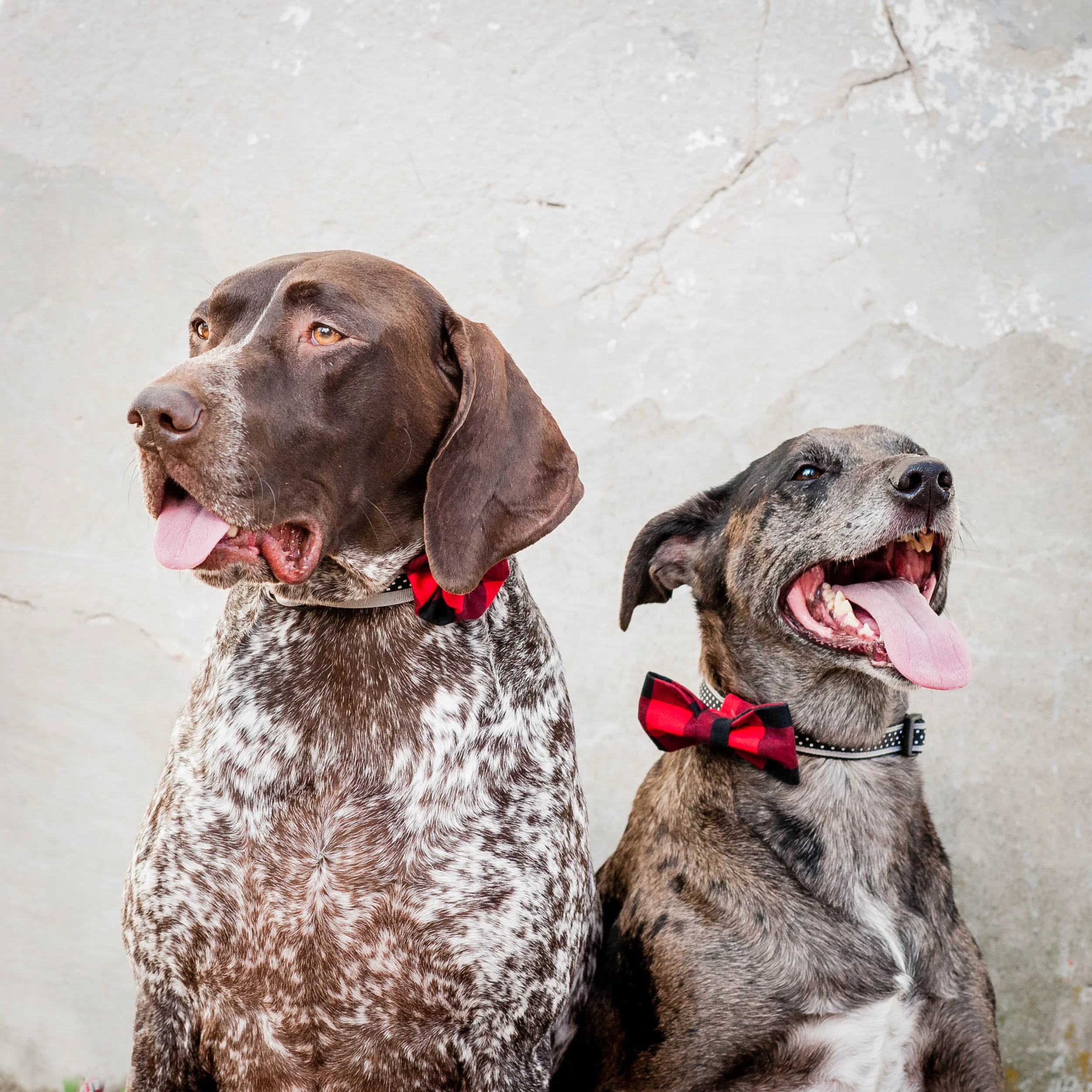 DogModelshootTH-108.jpg