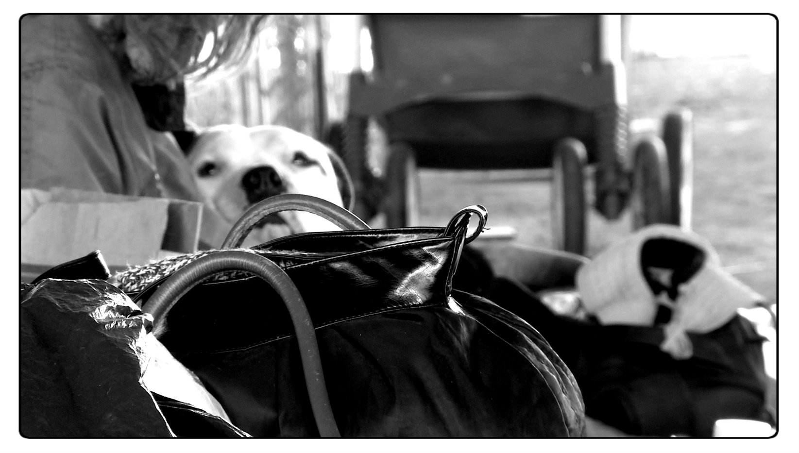 On his dog Hurley, "she's a godsend."