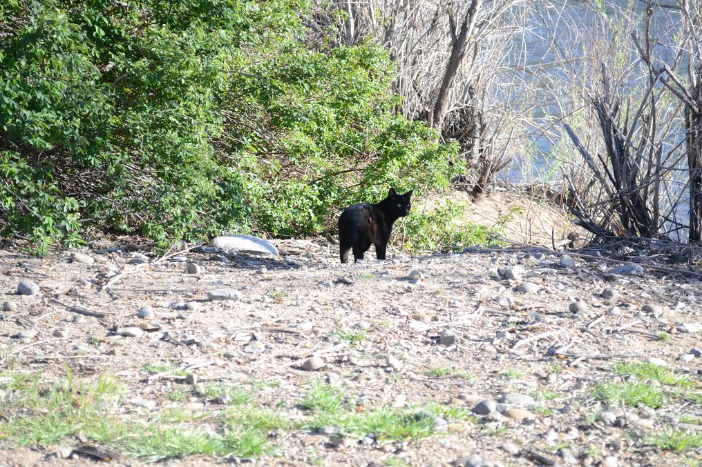 A few cats also live in the area where homeless have been staying near the Truckee River and the Sparks/Reno line. photo by Jose Olivares