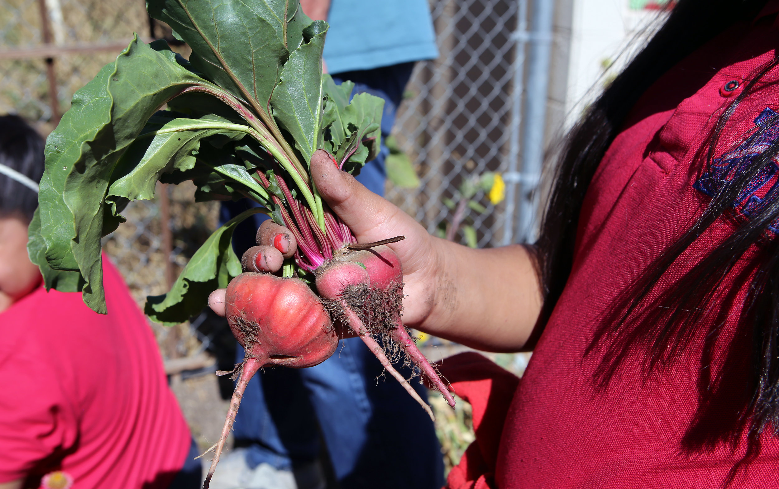 Garden-grown produce is essential to healthy meals. Photo by Shelley DeDauw. 