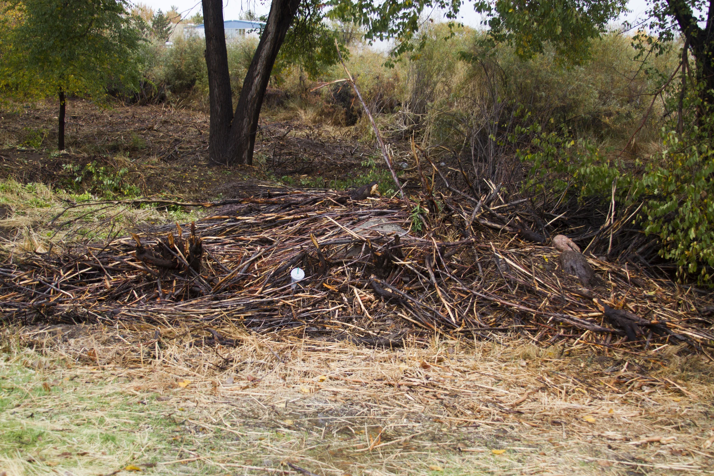 Remnants of brush and small trees are left in a pile after workers sawed them down, near where homeless people used to shelter.