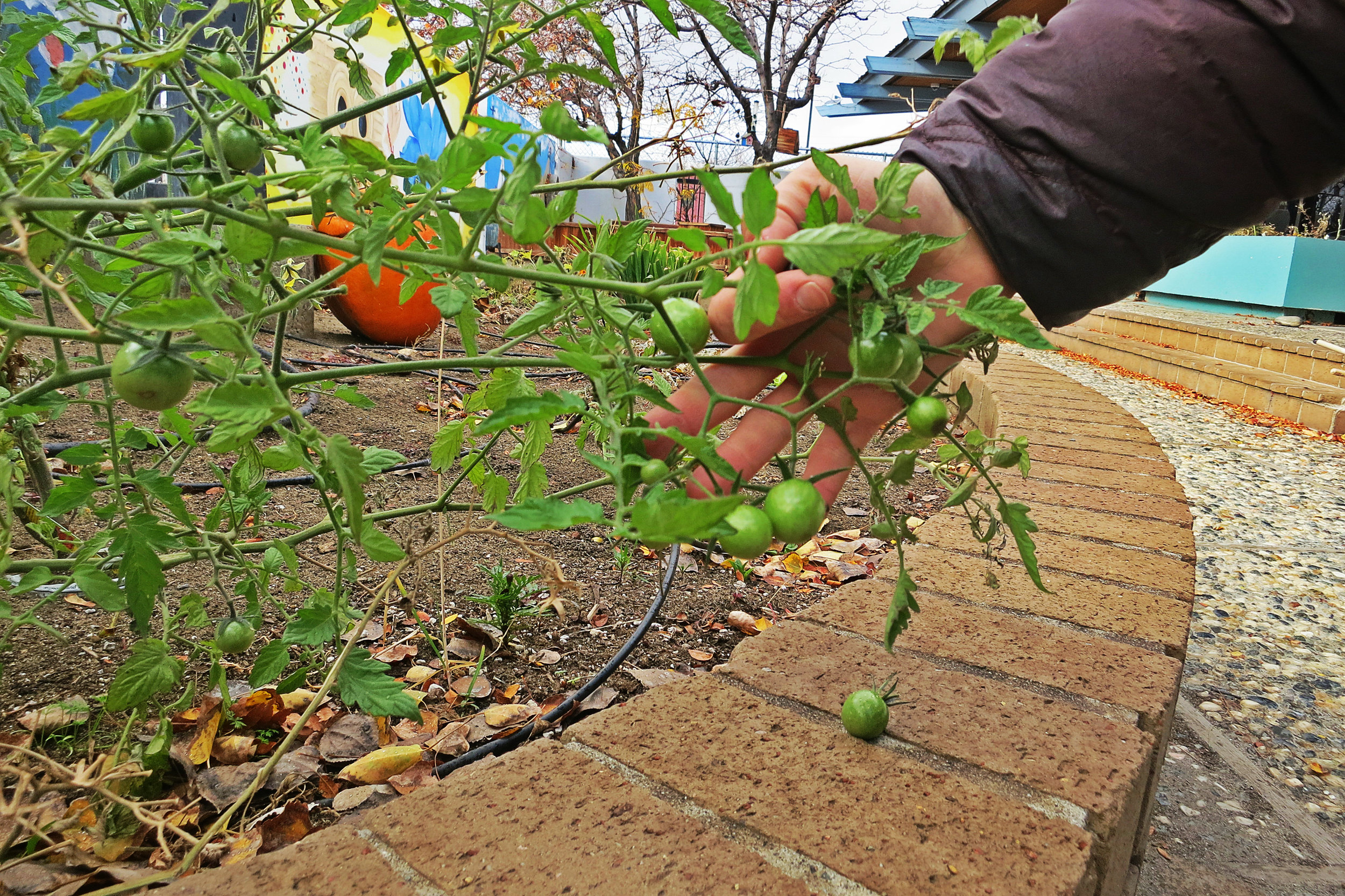 The High Desert Montessori School is one of many healthy food and community programs Stetson helps with.