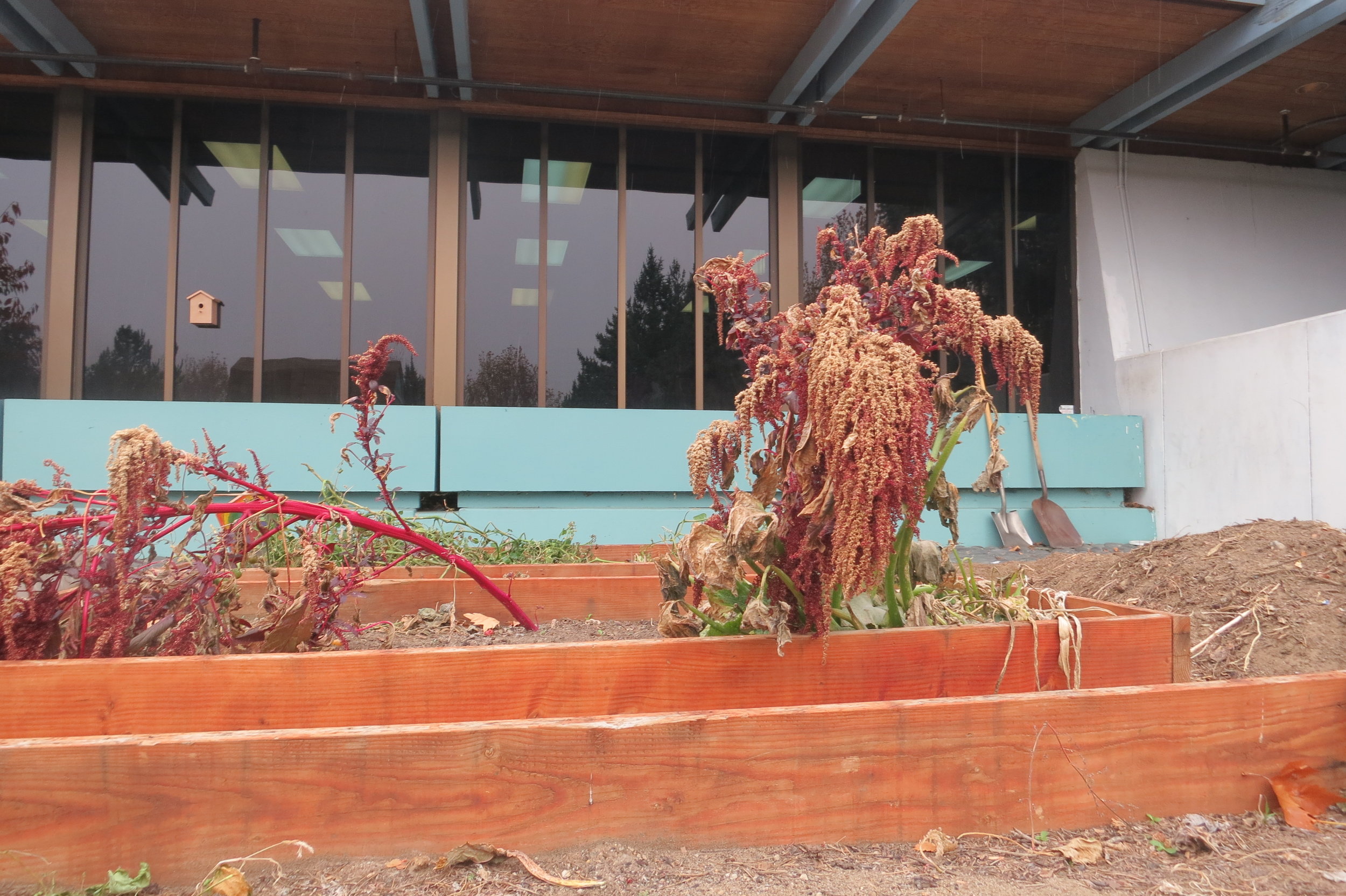 "Raised beds are awesome because you can control the dirt inside as long as you aren’t planting deeper than what your box goes. You can put whatever input into your box that is good clean dirt, that has never had pesticide exposure and is a good mix to grow veggies well. The dirt is usually a lot less compact so you can grow root vegetables like carrots really well. "