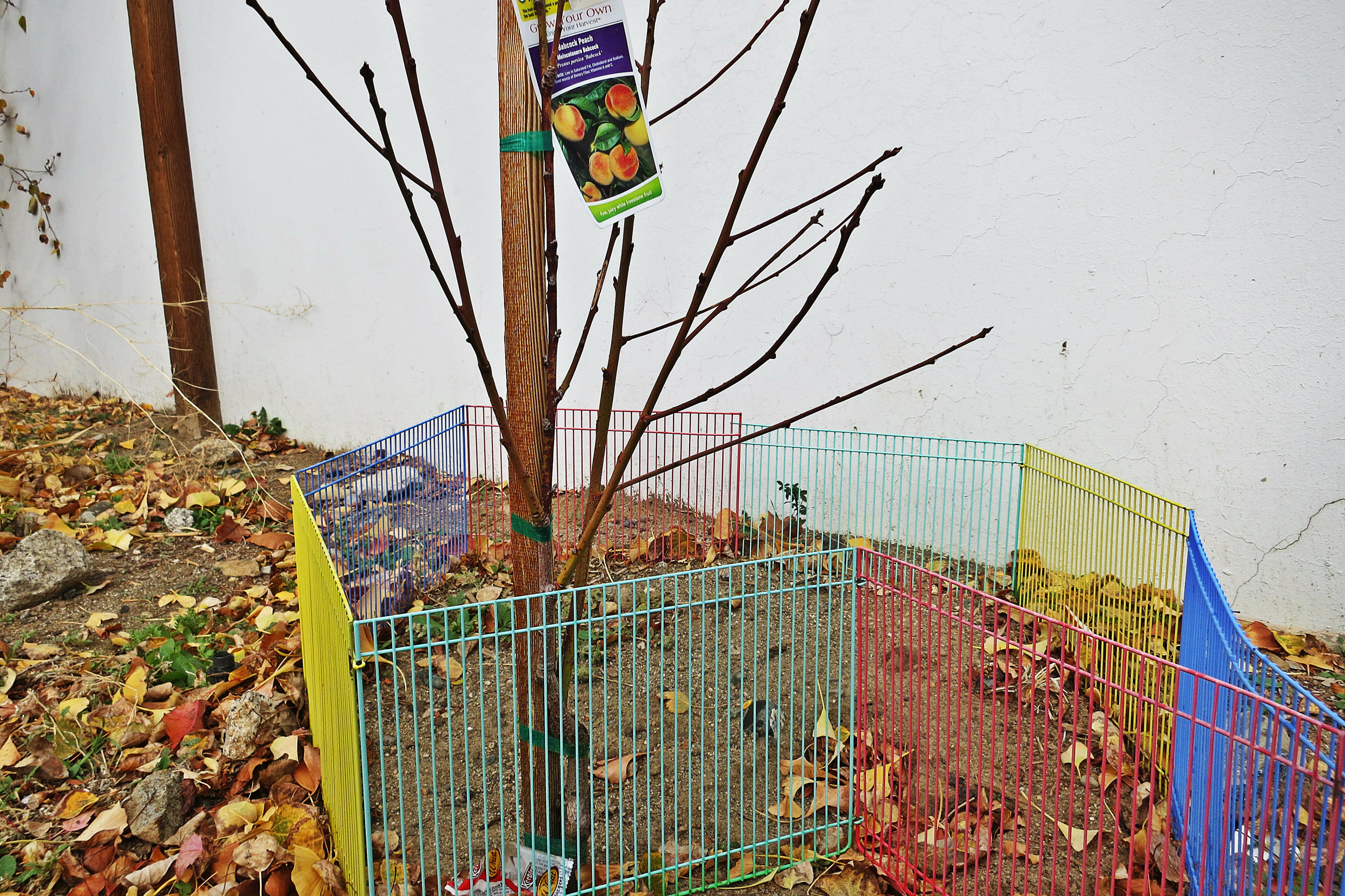 Stetson is helping the High Desert Montessori School expand its garden. She has also helped the Eddy House and Urban Roots among other local groups with their own healthy growing initiatives. 