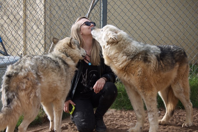Straw surrounded by wolves Cheyanne to the left and Comanche to the right. Comanche was found chained inside of a van and it took three hours to surgically remove his collar.Photo by Alexandra Mosher. 