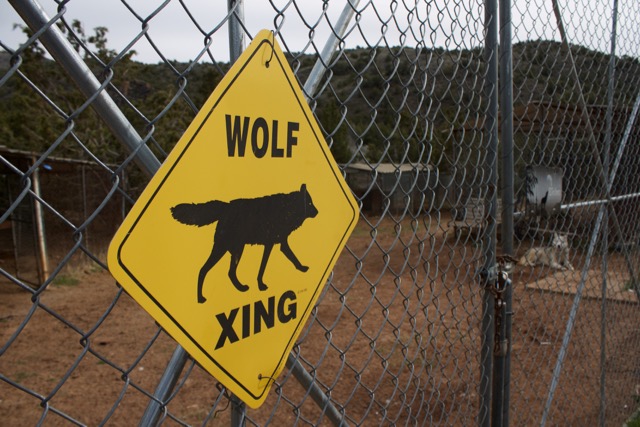 The U.S. Wolf Refuge, near Reno, only takes wolves born into captivity and currently houses 17 wolf dogs in five different enclosures. Photo by Alexandra Mosher