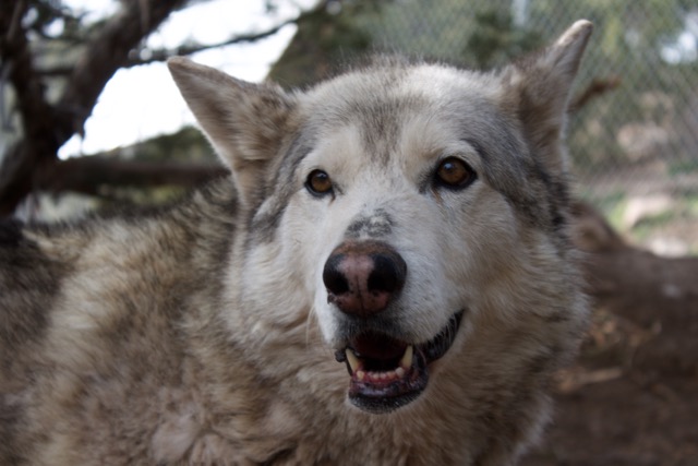 Nala is what Straw considers a low-content wolfdog and she is the alpha of her pack at the refuge. Photo by Alexandra Mosher.
