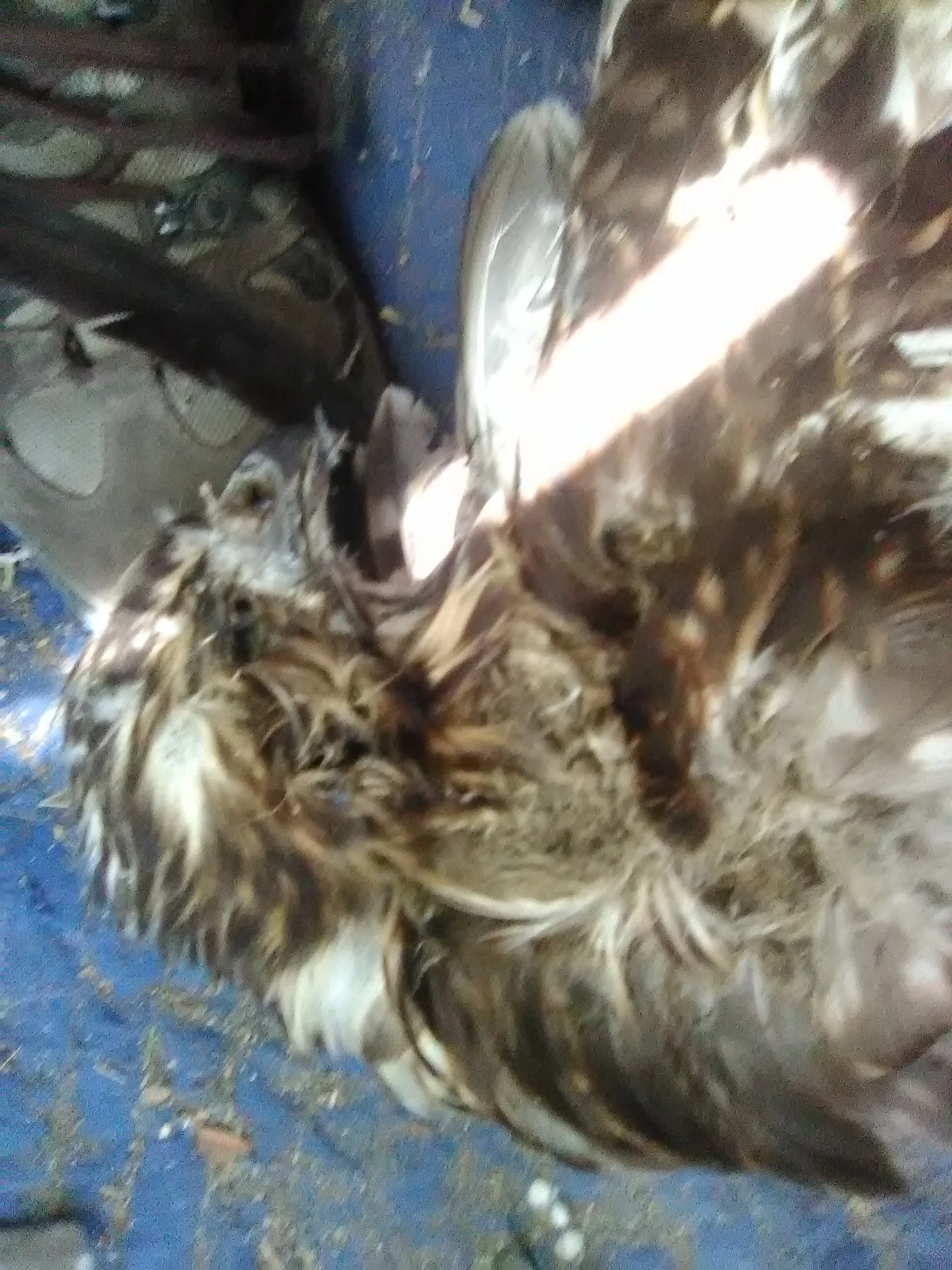 A baby bird Terry says was caught up and died as part of the police cleanup. Photo provided by Terry and Cheryl. 