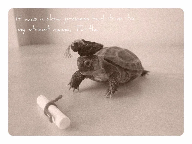turtle.jpg