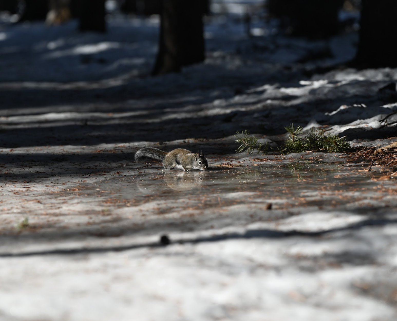 Screenshot 2025-12-11 at 1.56.07 PM.png