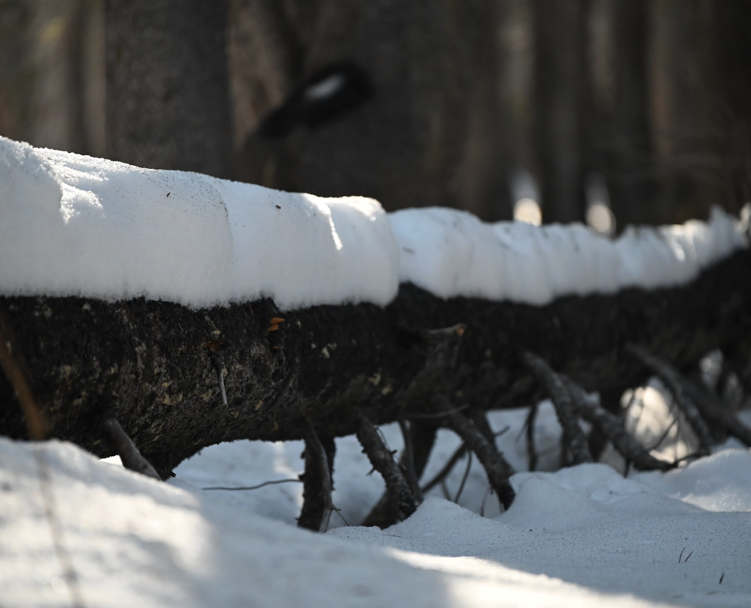 Screenshot 2025-12-11 at 1.56.16 PM.png