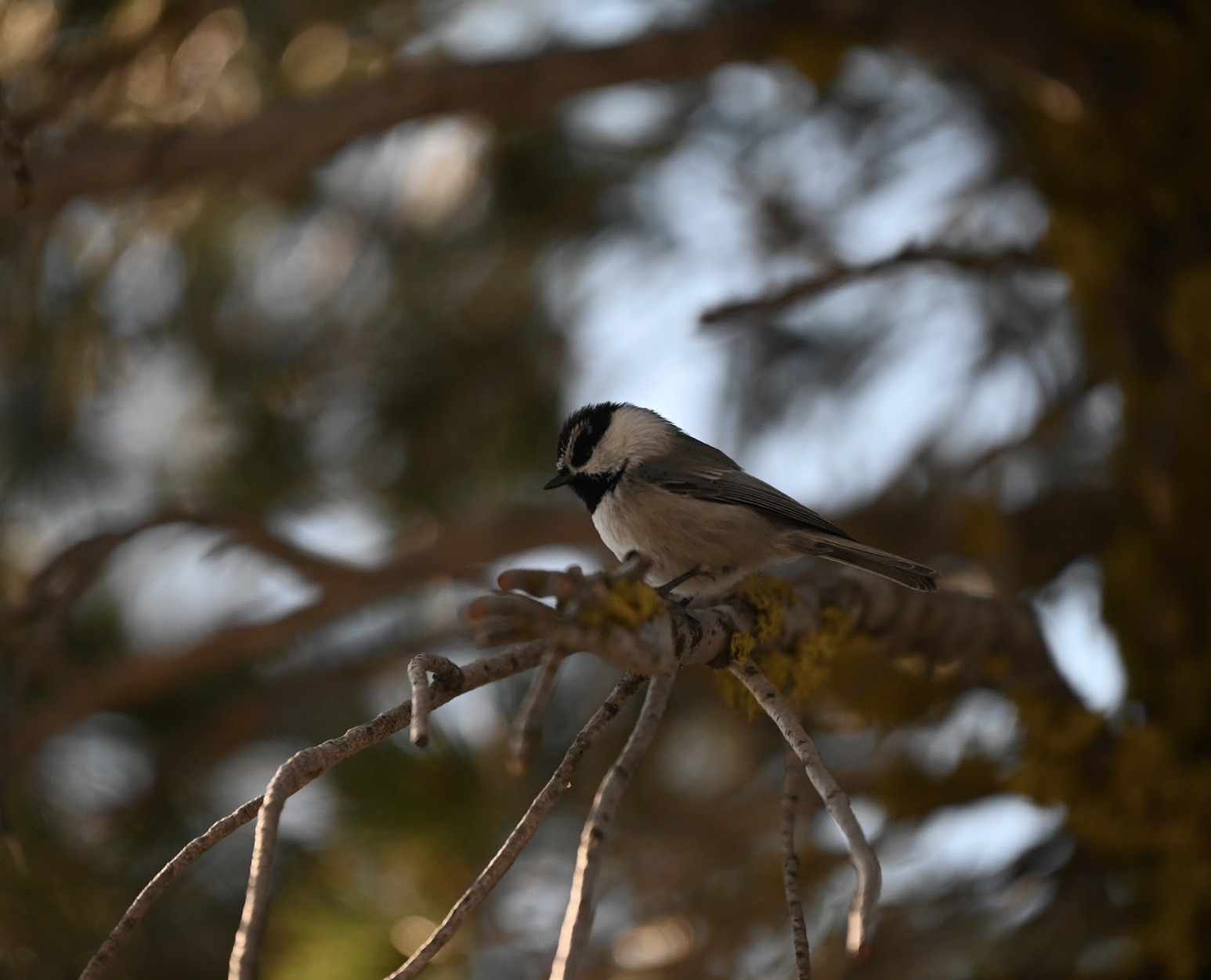 Screenshot 2025-12-11 at 1.56.31 PM.png