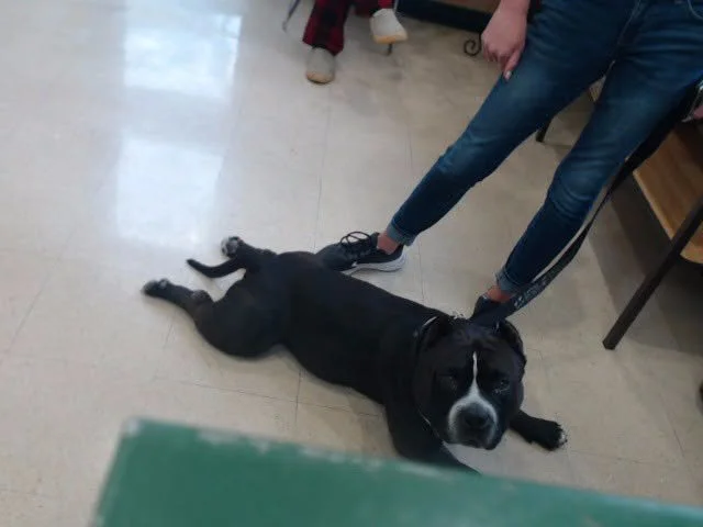 Washoe County Regional Animal Services Revises Heat Protocols After Dog Called Meatball Dies In Its Care