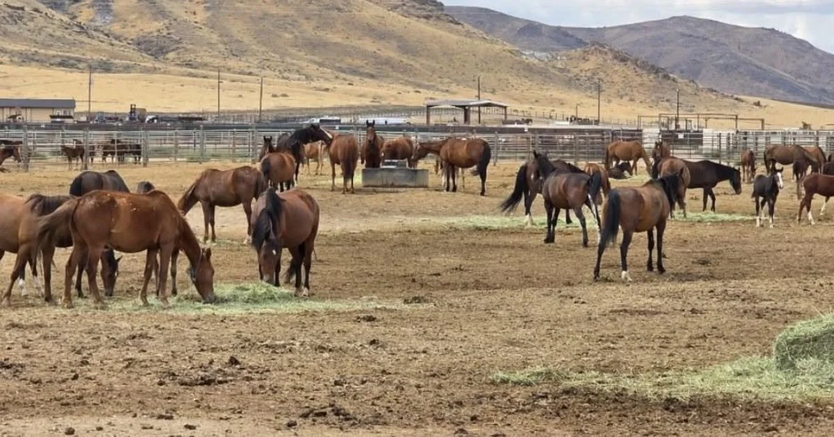 BLM Nevada Seeks to Reassure Public on Plight of Wild Horses in Bug Fire Evacuation Zone 