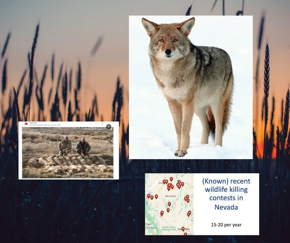 Nevada Moves to Sanction Coyote Killing Contests, Despite Fierce Opposition