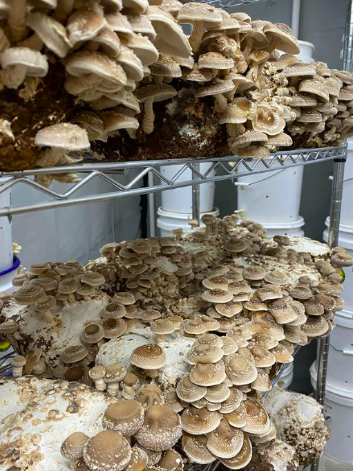 Talking Biggest Little Mushrooms with Walker Sauls — Our Town Reno