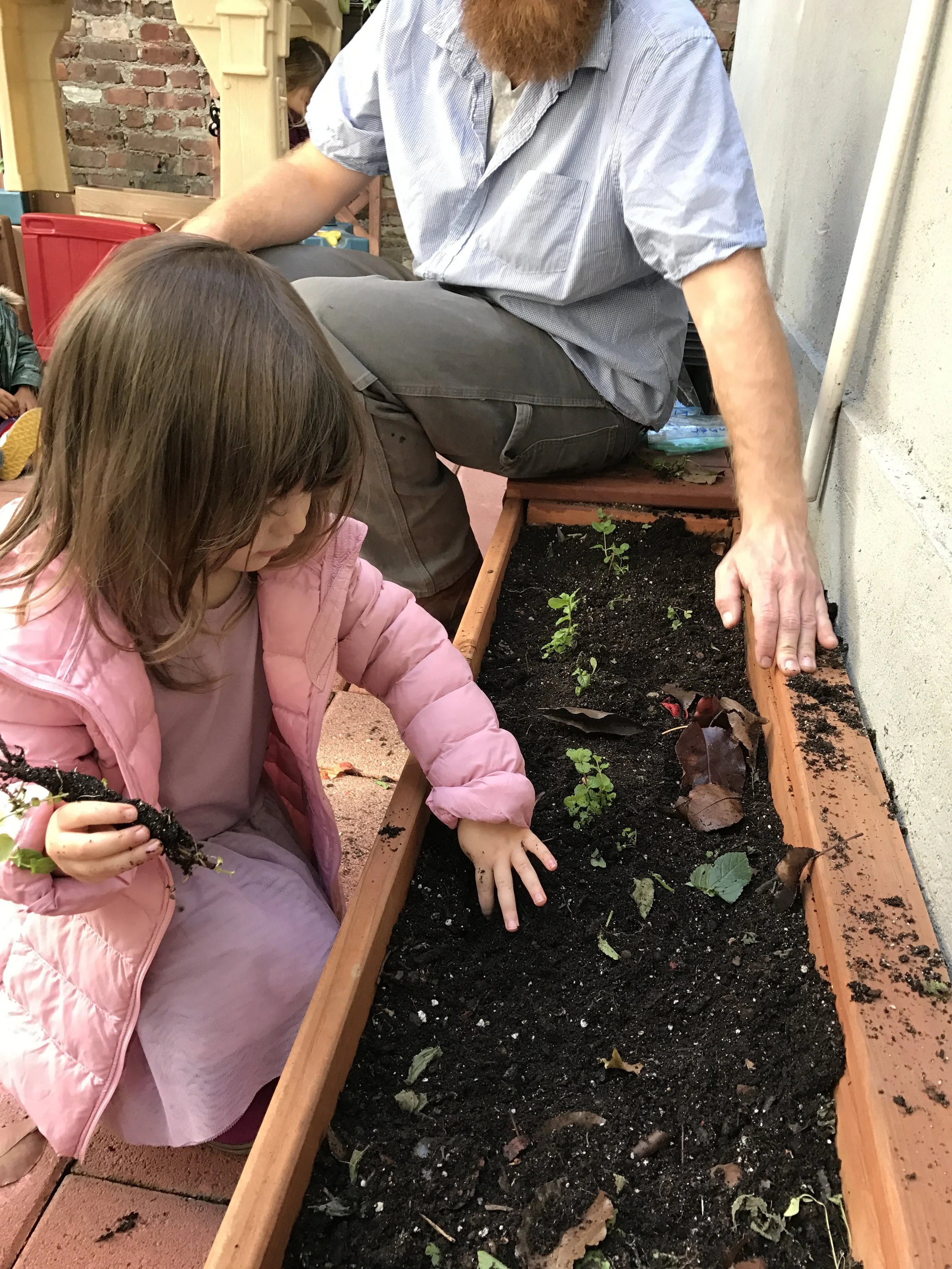  It's getting a brand new home in our backyard planter!