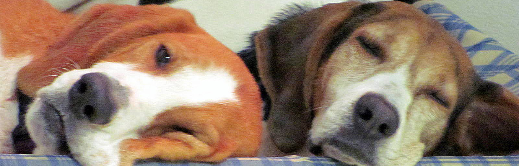 Helping Hounds
