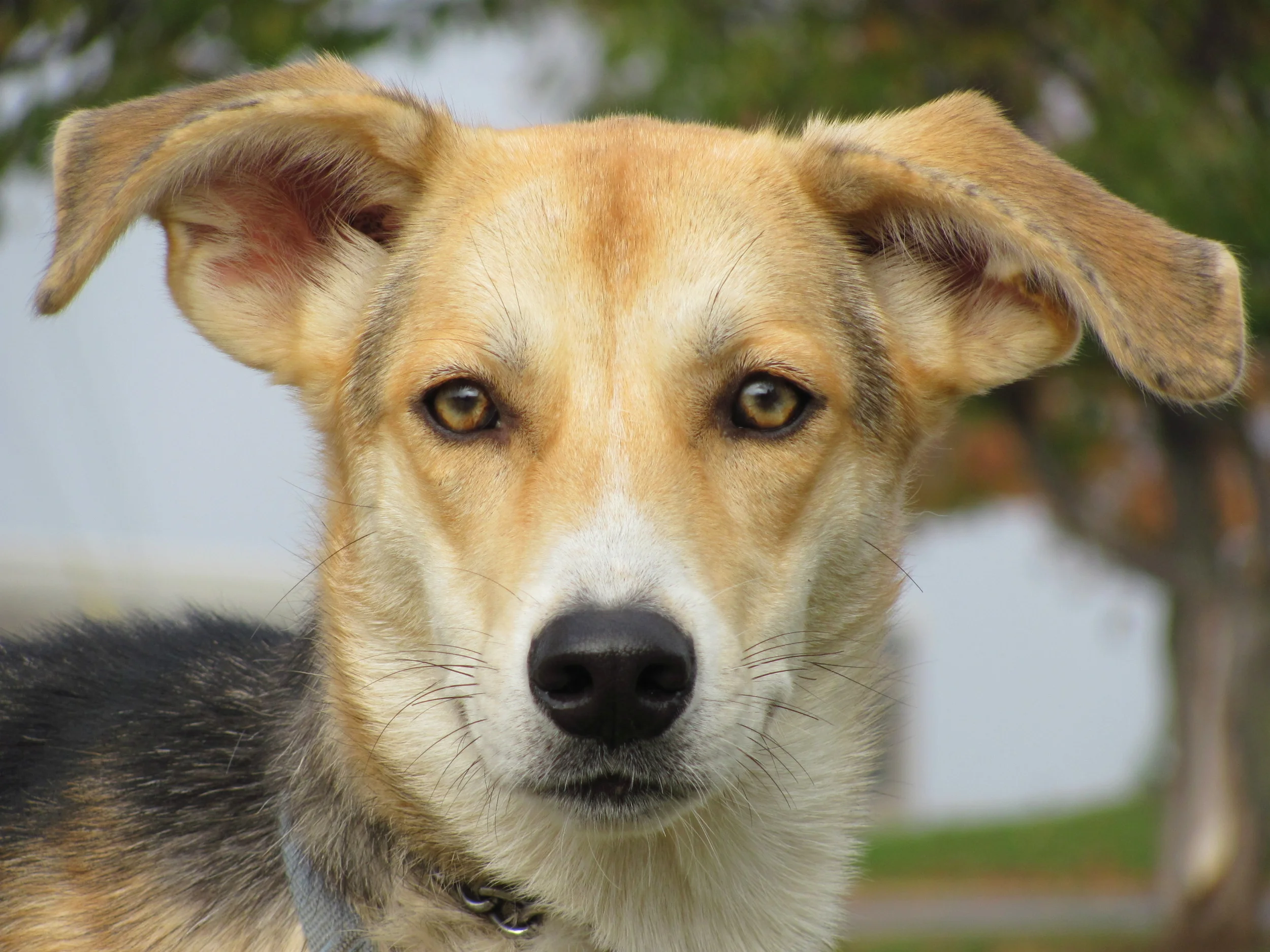 Welcome to Helping Hounds Finding forever homes for rescue dogs in the Central New York area. Adopt Volunteer Donate