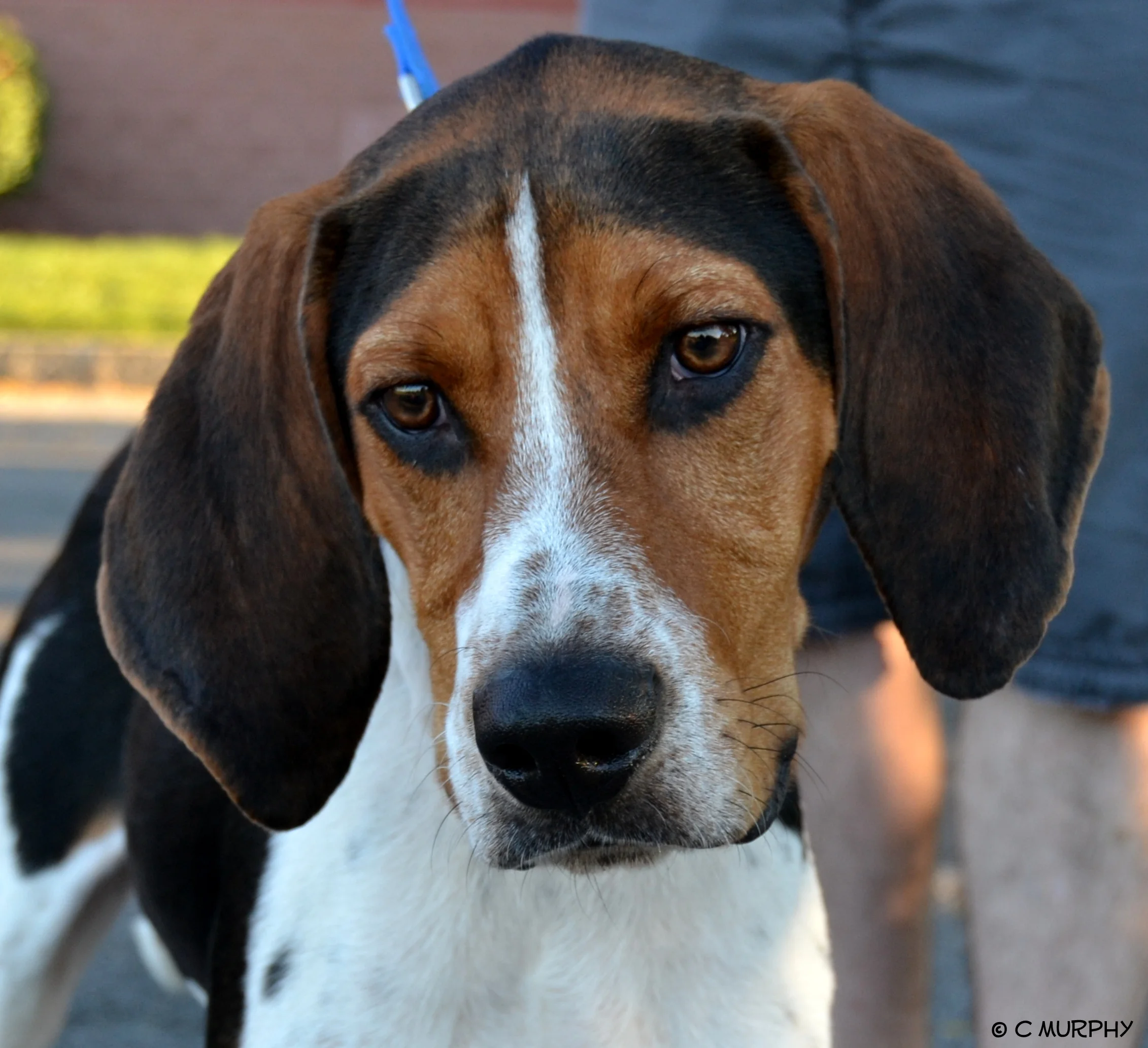 Welcome to Helping Hounds Finding forever homes for rescue dogs in the Central New York area. Adopt Volunteer Donate