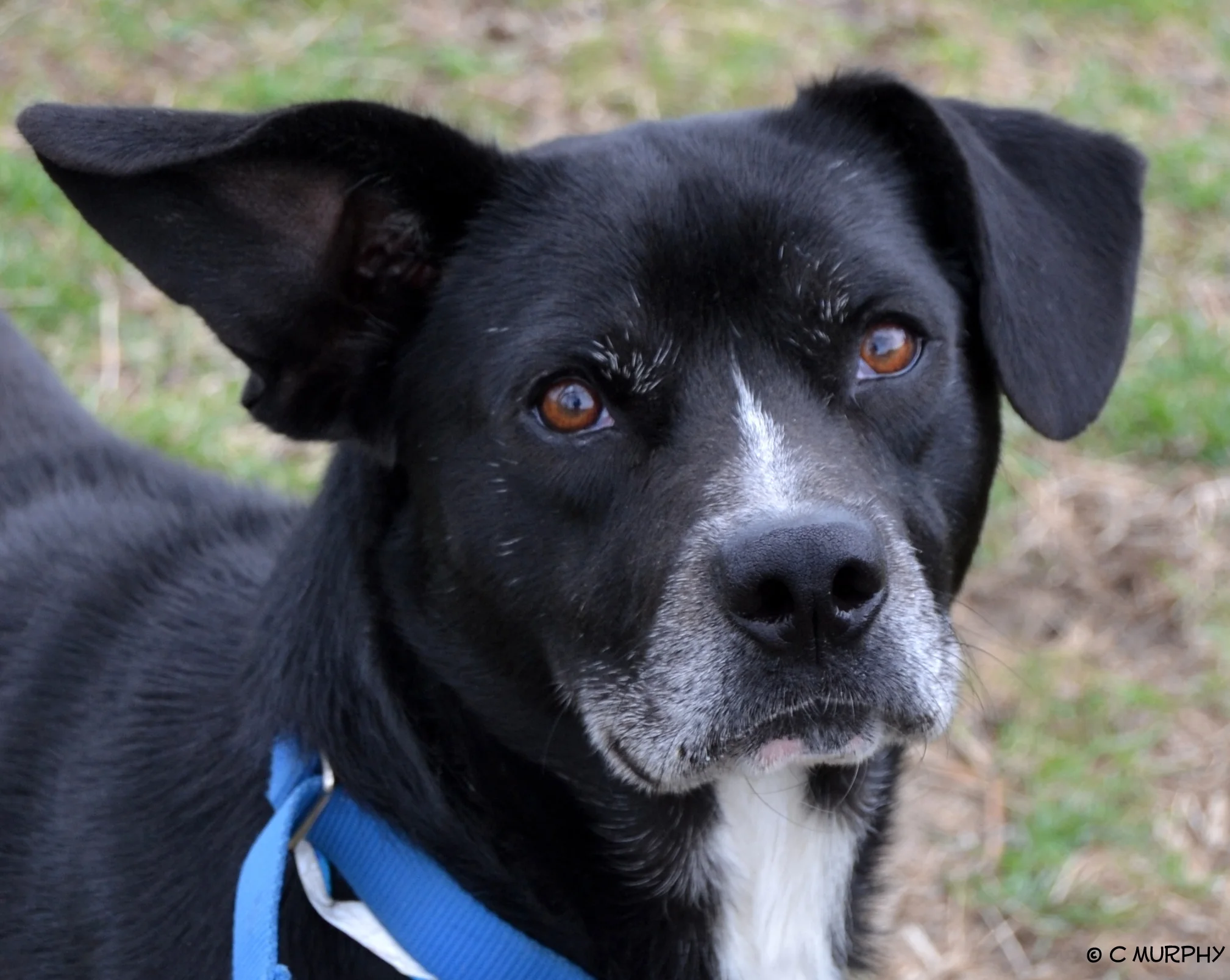 Welcome to Helping Hounds Finding forever homes for rescue dogs in the Central New York area. Adopt Volunteer Donate