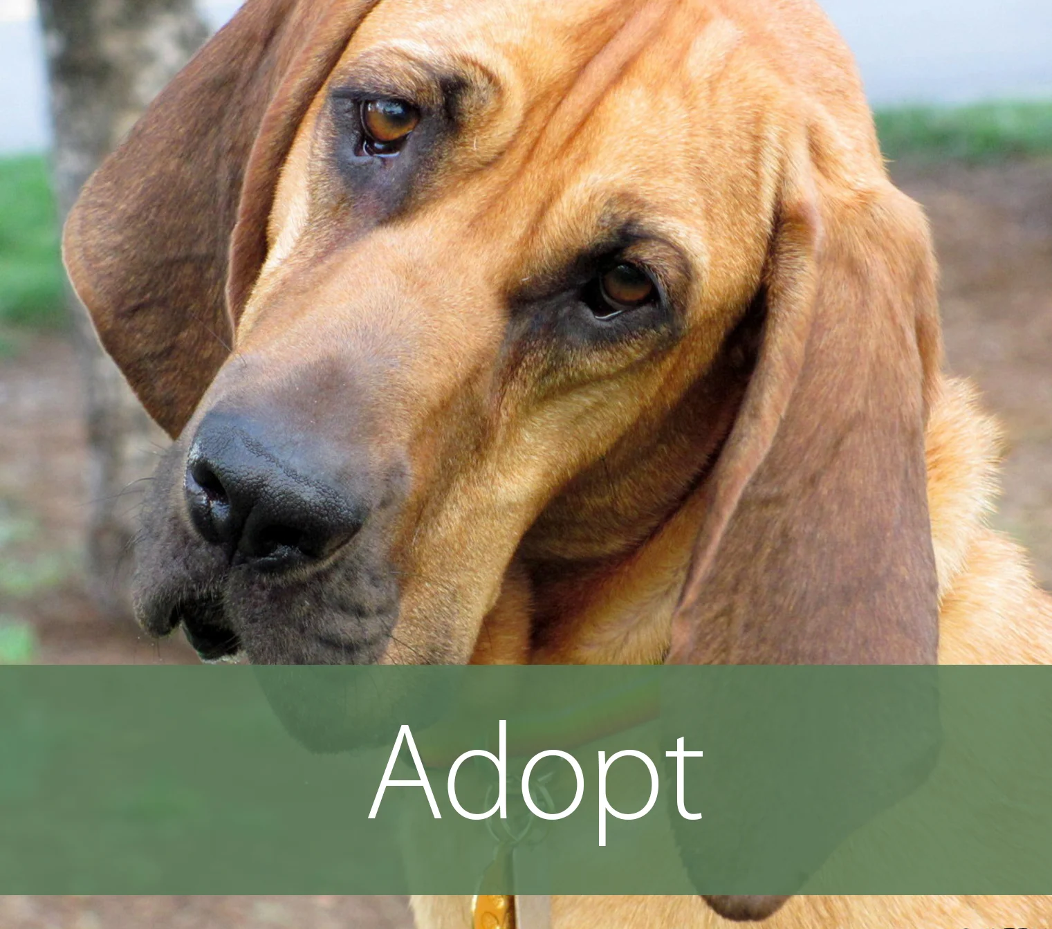 Helping Hounds Dog Rescue Helping Hounds Dog Rescue