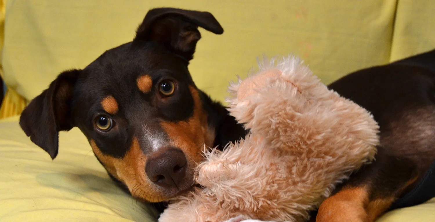 Video Gallery — Helping Hounds Dog Rescue