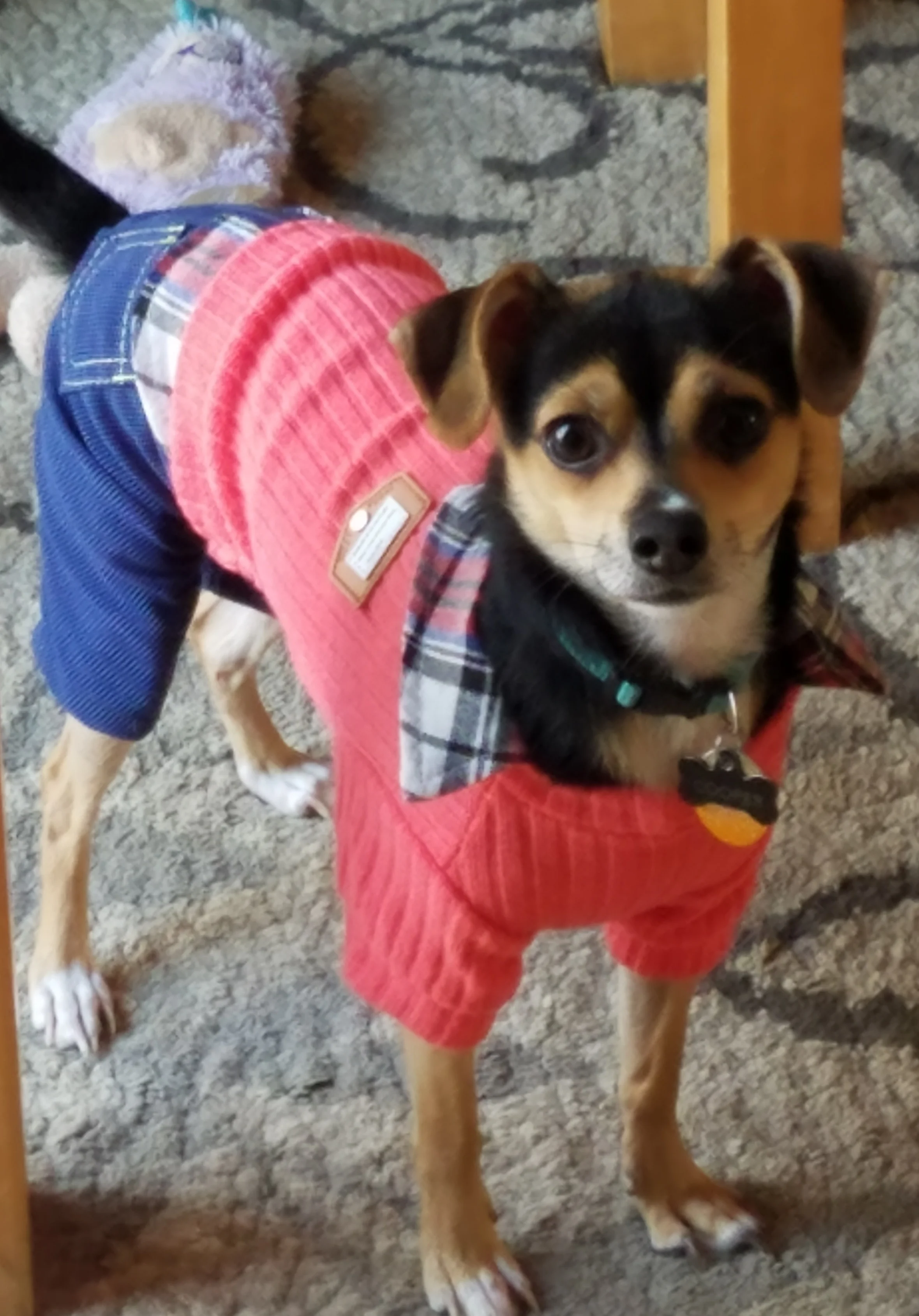Cooper Bean 3.jpg
