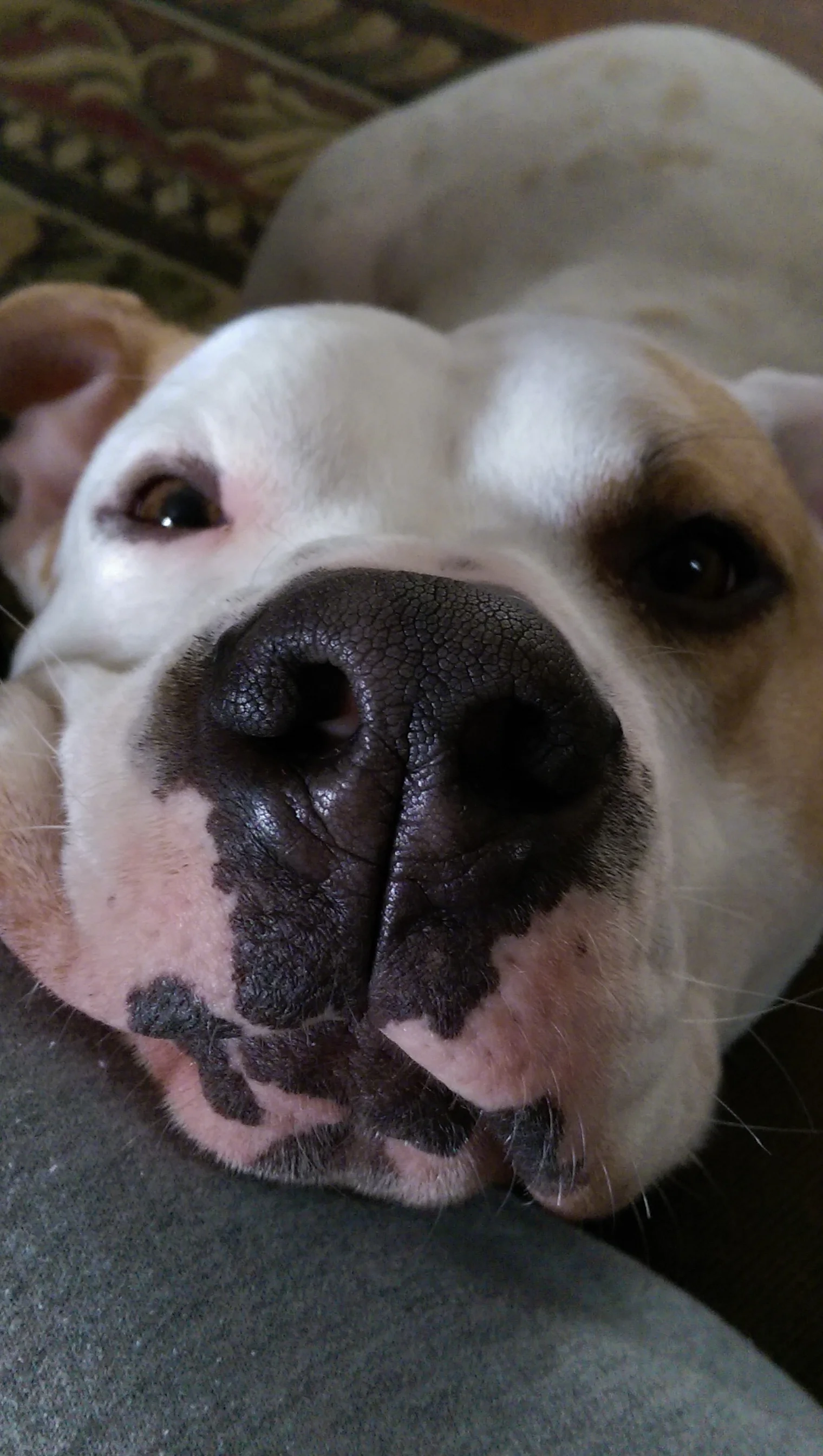 BUddy 4.jpg