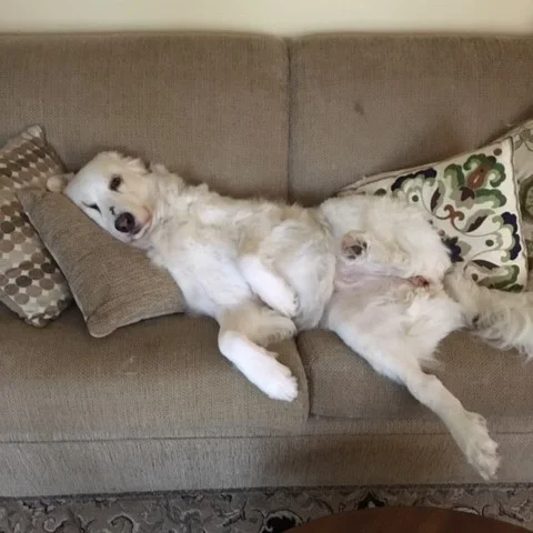 Sasha 3.jpg