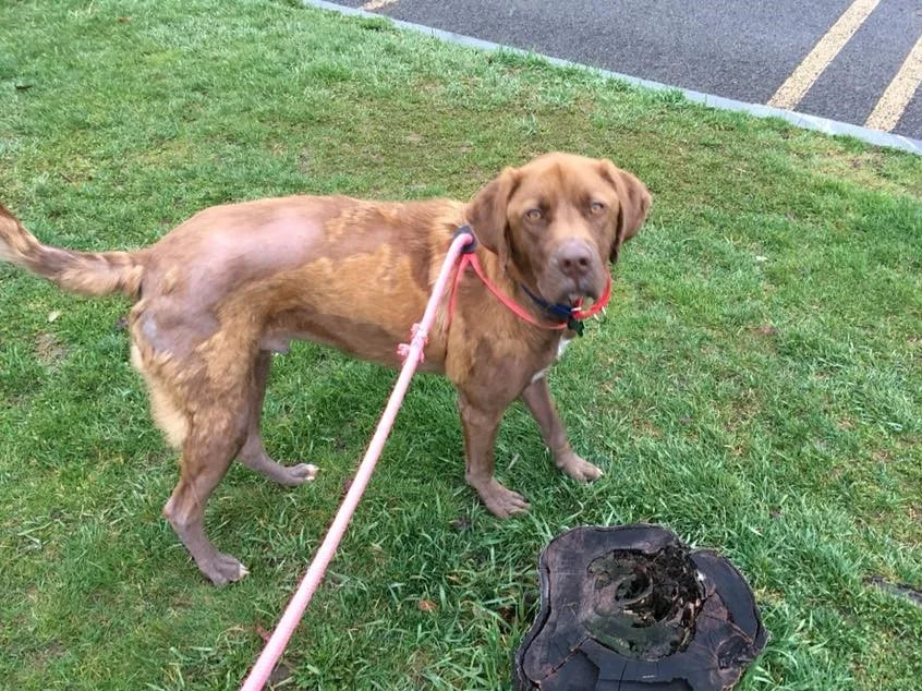 Rusty 1.jpg