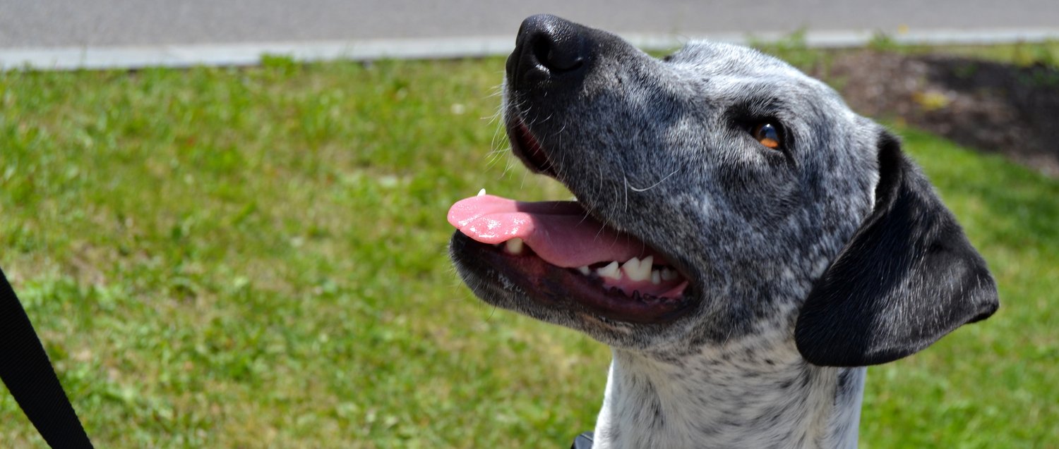 Fire Island Grill - Hikes Dogs Love