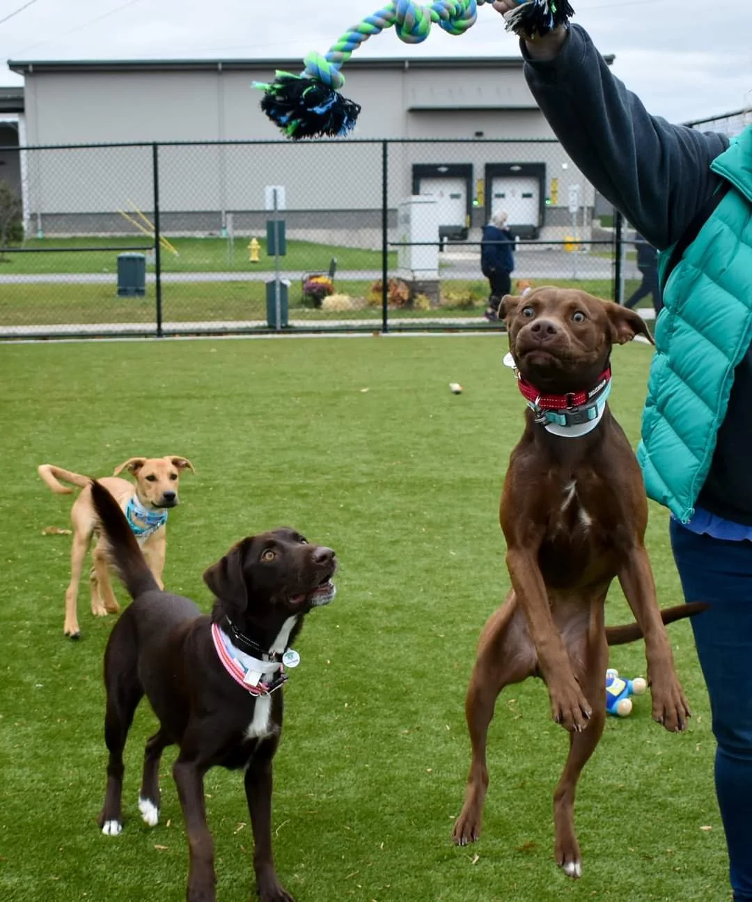 Boarding — Helping Hounds Dog Rescue