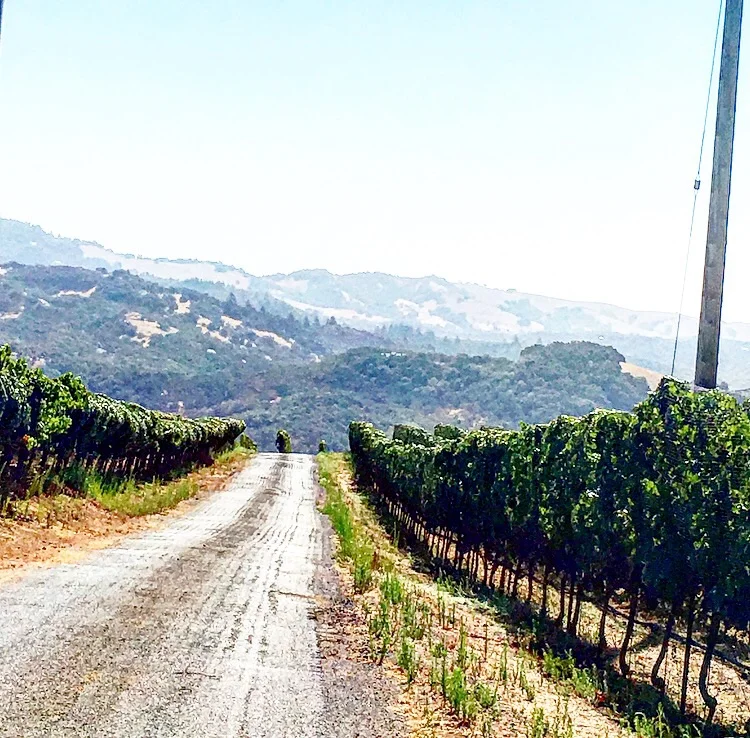 On the drive up to the vineyards